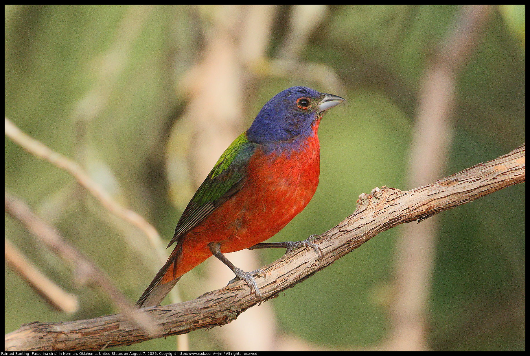 Painted Bunting (Passerina ciris) in Norman, Oklahoma, United States on August 7, 2026