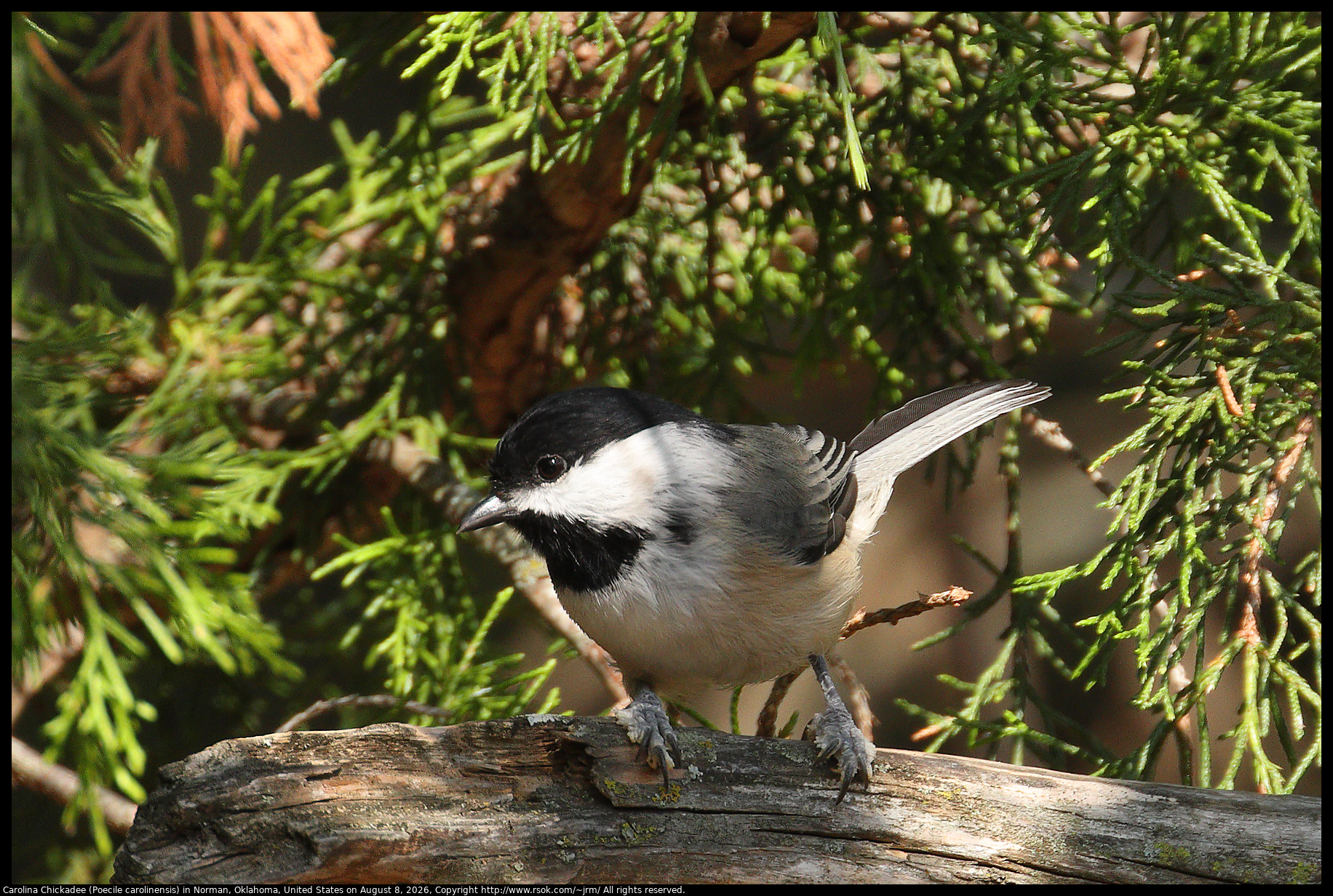 Carolina Chickadee (Poecile carolinensis) in Norman, Oklahoma, United States on August 8, 2026