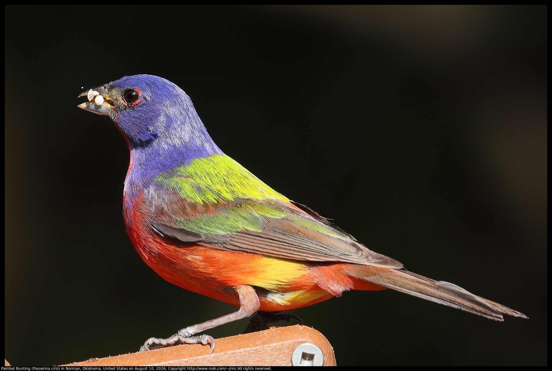 Painted Bunting (Passerina ciris) in Norman, Oklahoma, United States on August 10, 2026