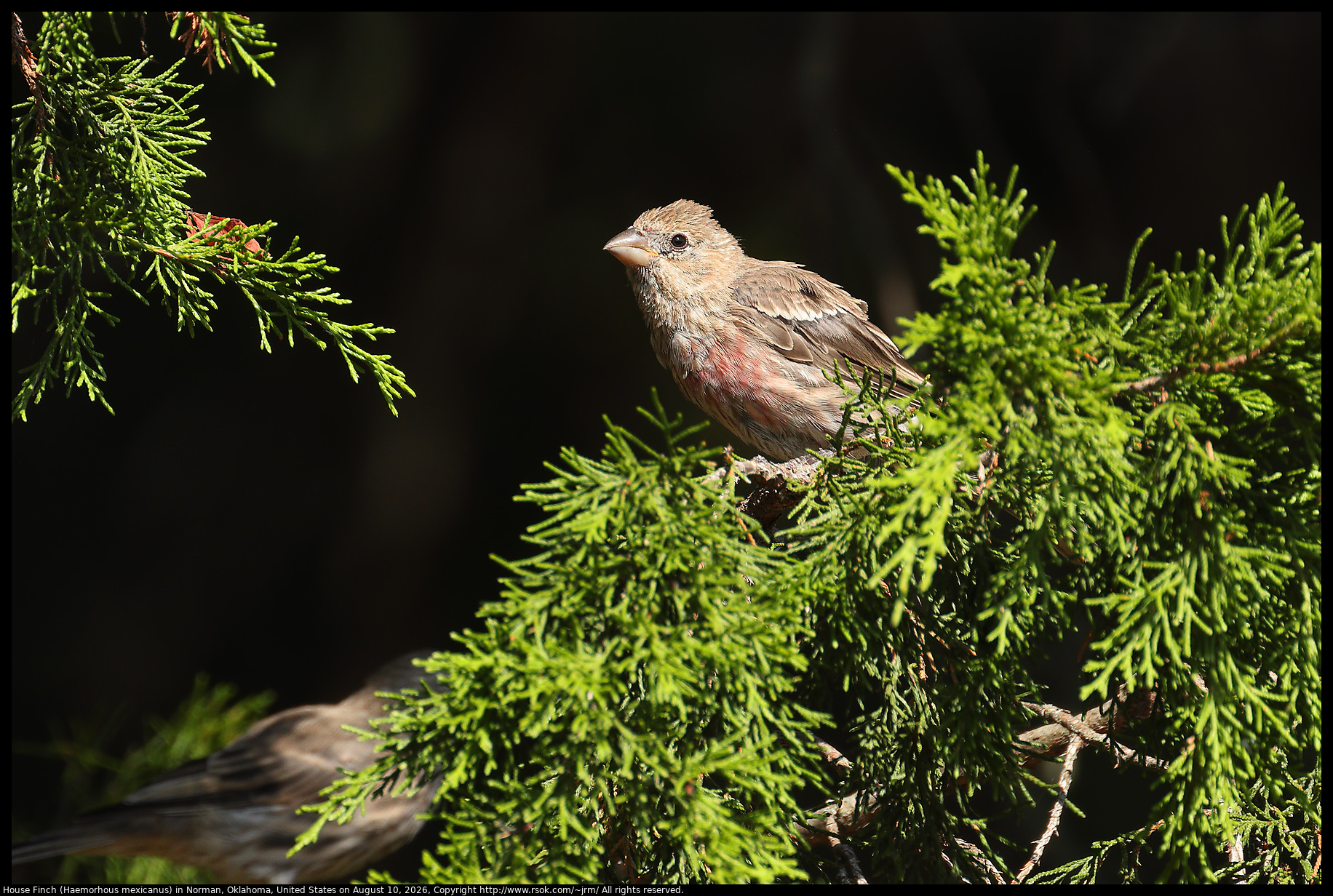 House Finch (Haemorhous mexicanus) in Norman, Oklahoma, United States on August 10, 2026