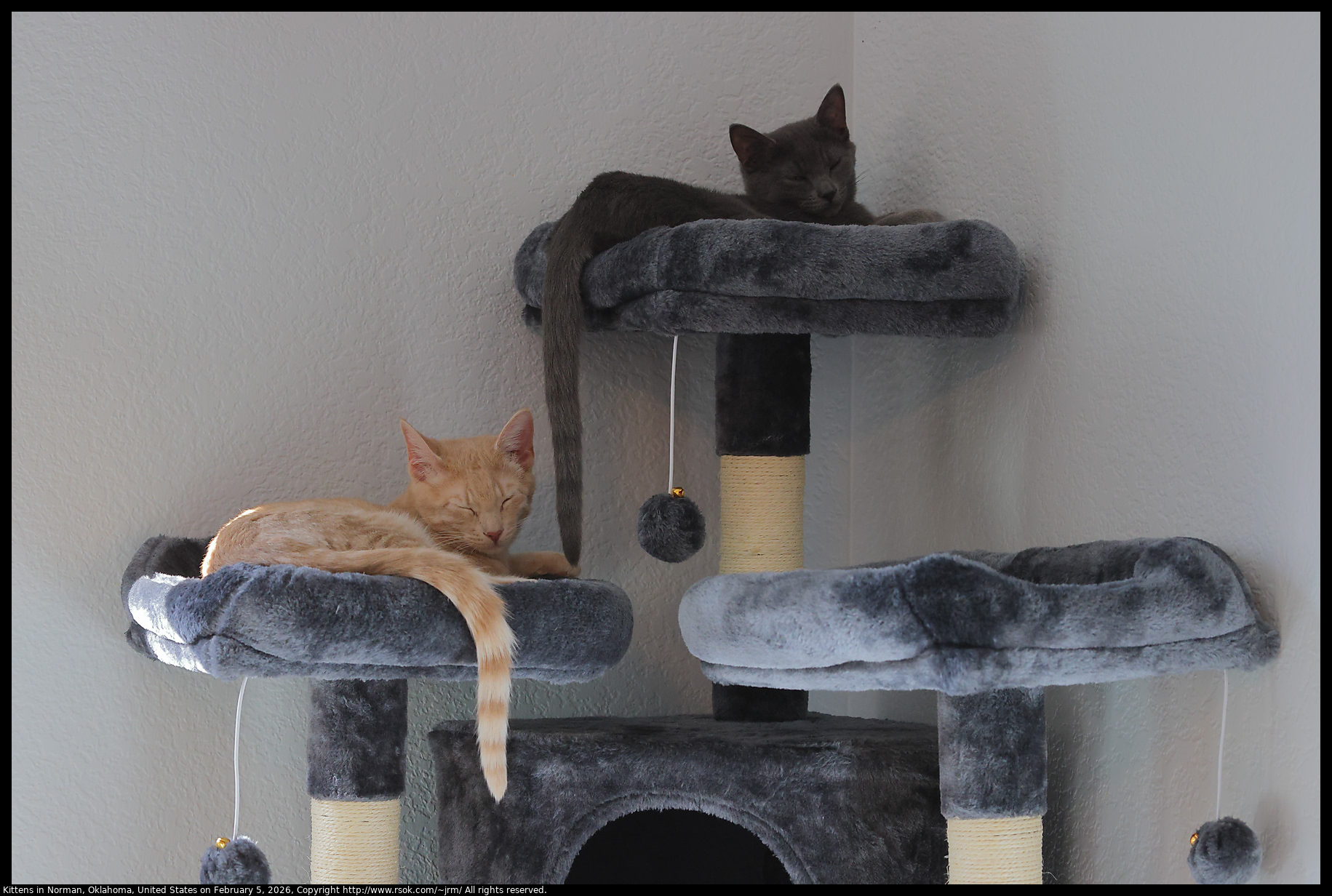 Kittens in Norman, Oklahoma, United States on February 5, 2025