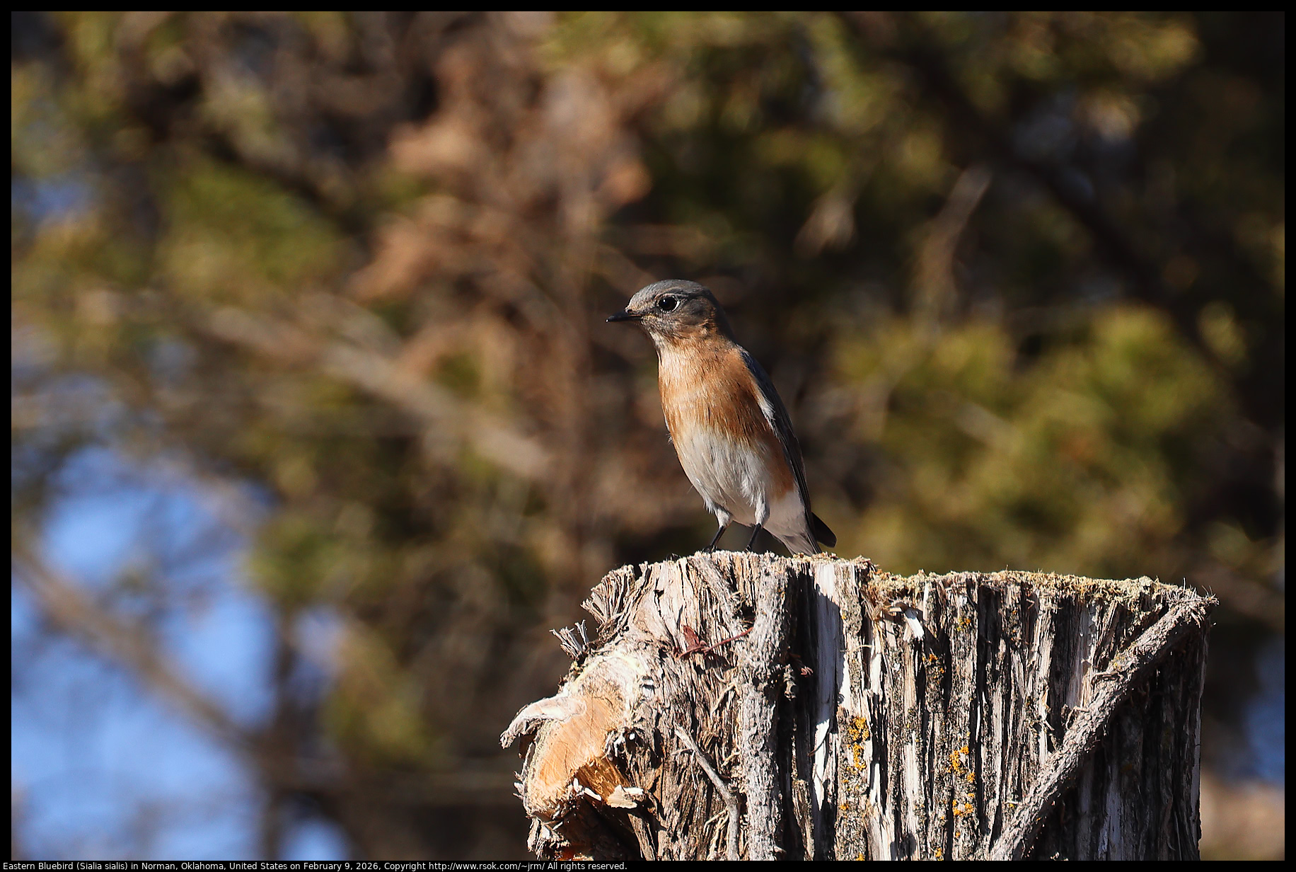 Eastern Bluebird (Sialia sialis) in Norman, Oklahoma, United States on February 9, 2026