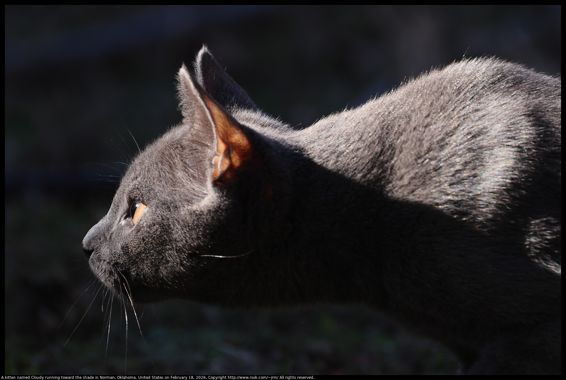 A kitten named Cloudy running toward the shade in Norman, Oklahoma, United States on February 18, 2026