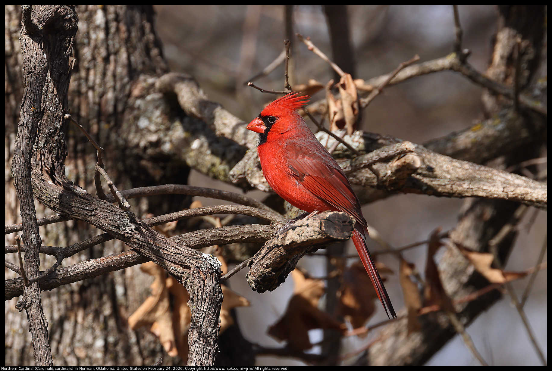 Northern Cardinal (Cardinalis cardinalis) in Norman, Oklahoma, United States on February 24, 2026