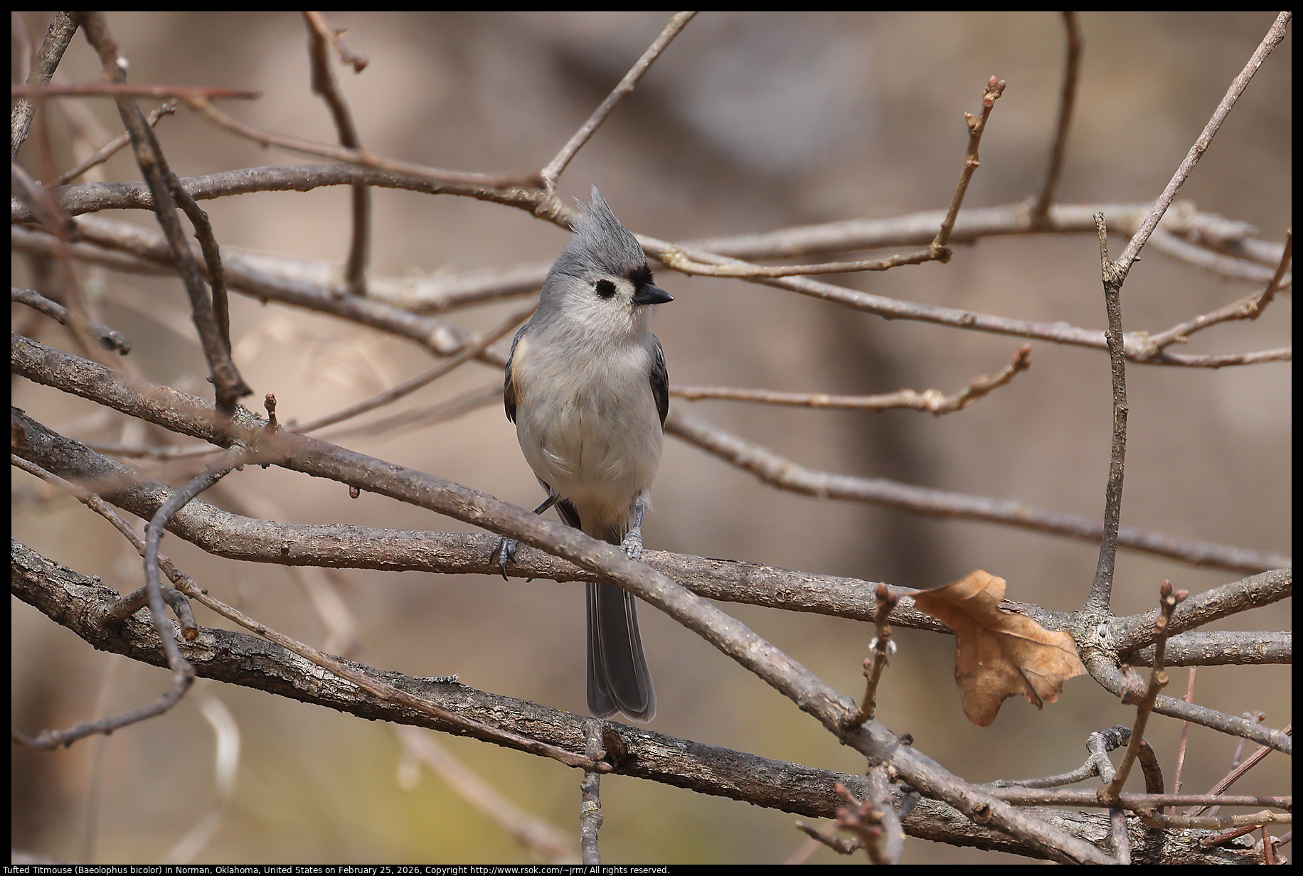 Tufted Titmouse (Baeolophus bicolor) in Norman, Oklahoma, United States on February 25, 2026