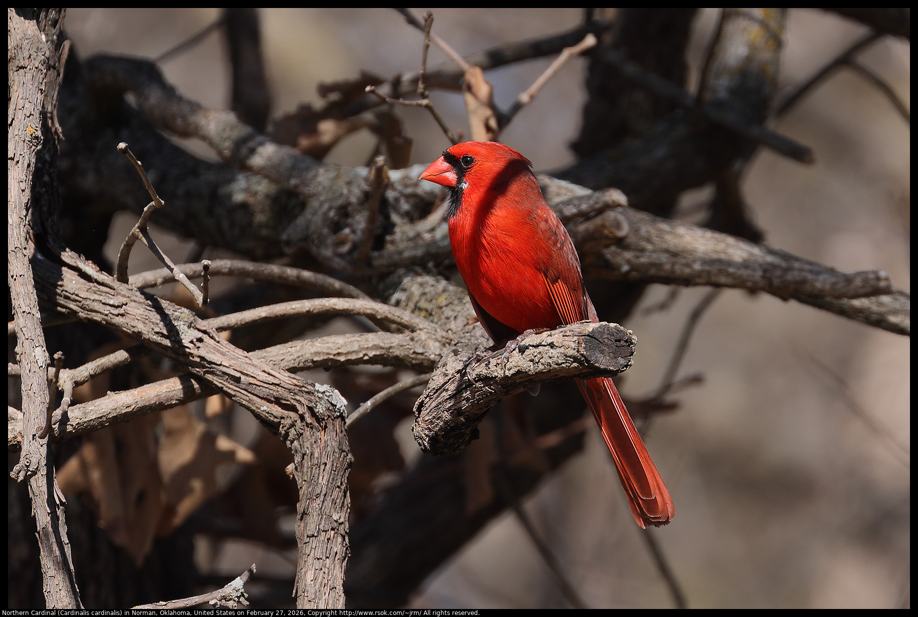 Northern Cardinal (Cardinalis cardinalis) in Norman, Oklahoma, United States on February 27, 2026