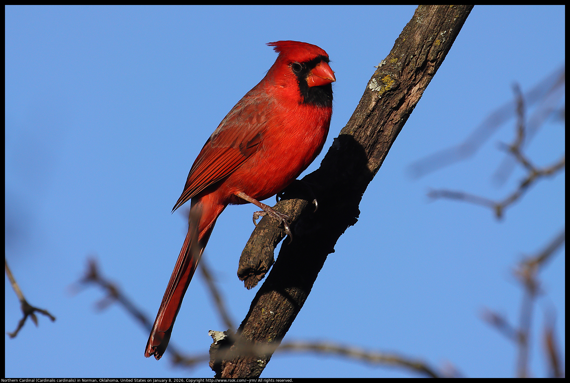 Northern Cardinal (Cardinalis cardinalis) in Norman, Oklahoma, United States on January 8, 2026