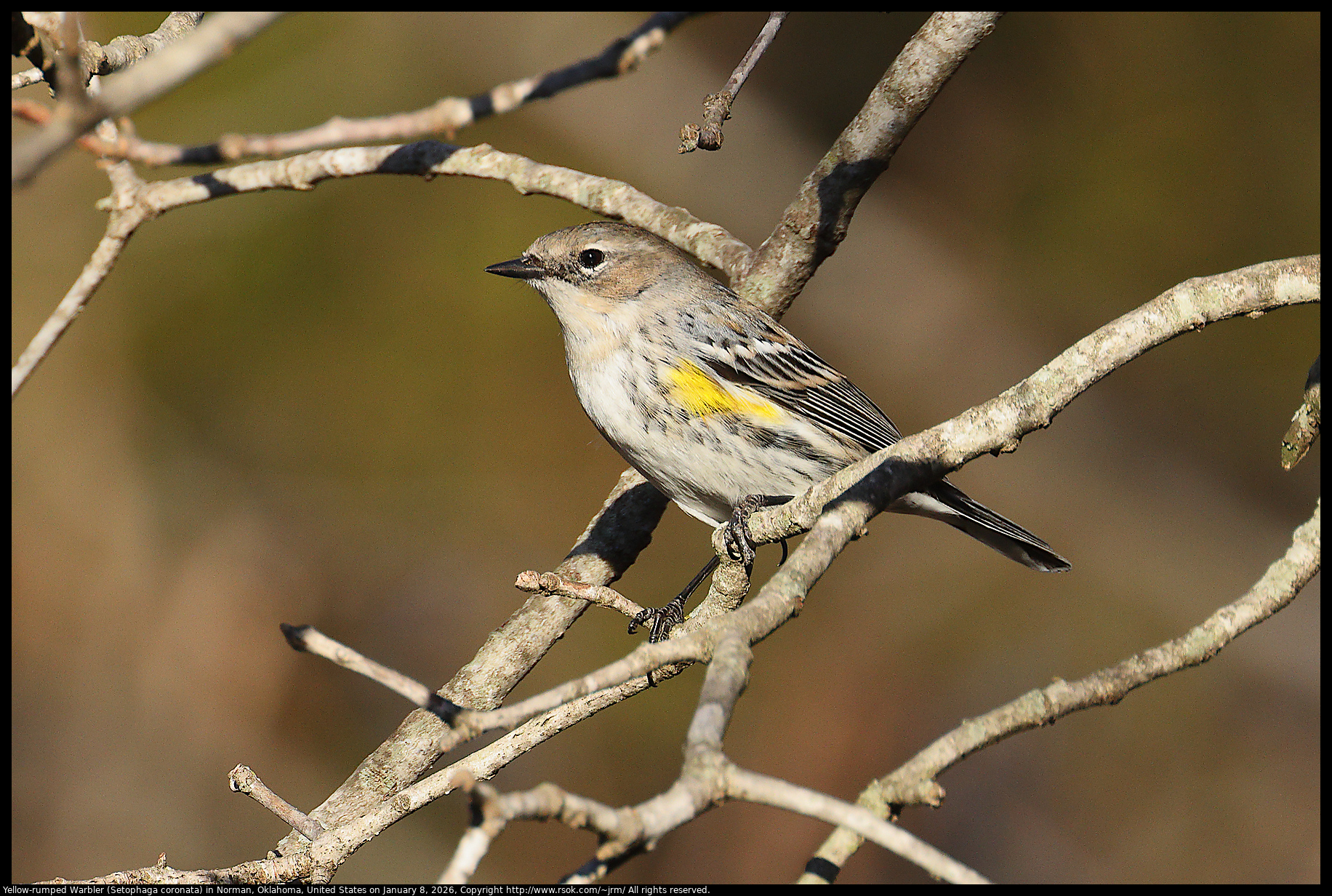 Yellow-rumped Warbler (Setophaga coronata) in Norman, Oklahoma, United States on January 8, 2026