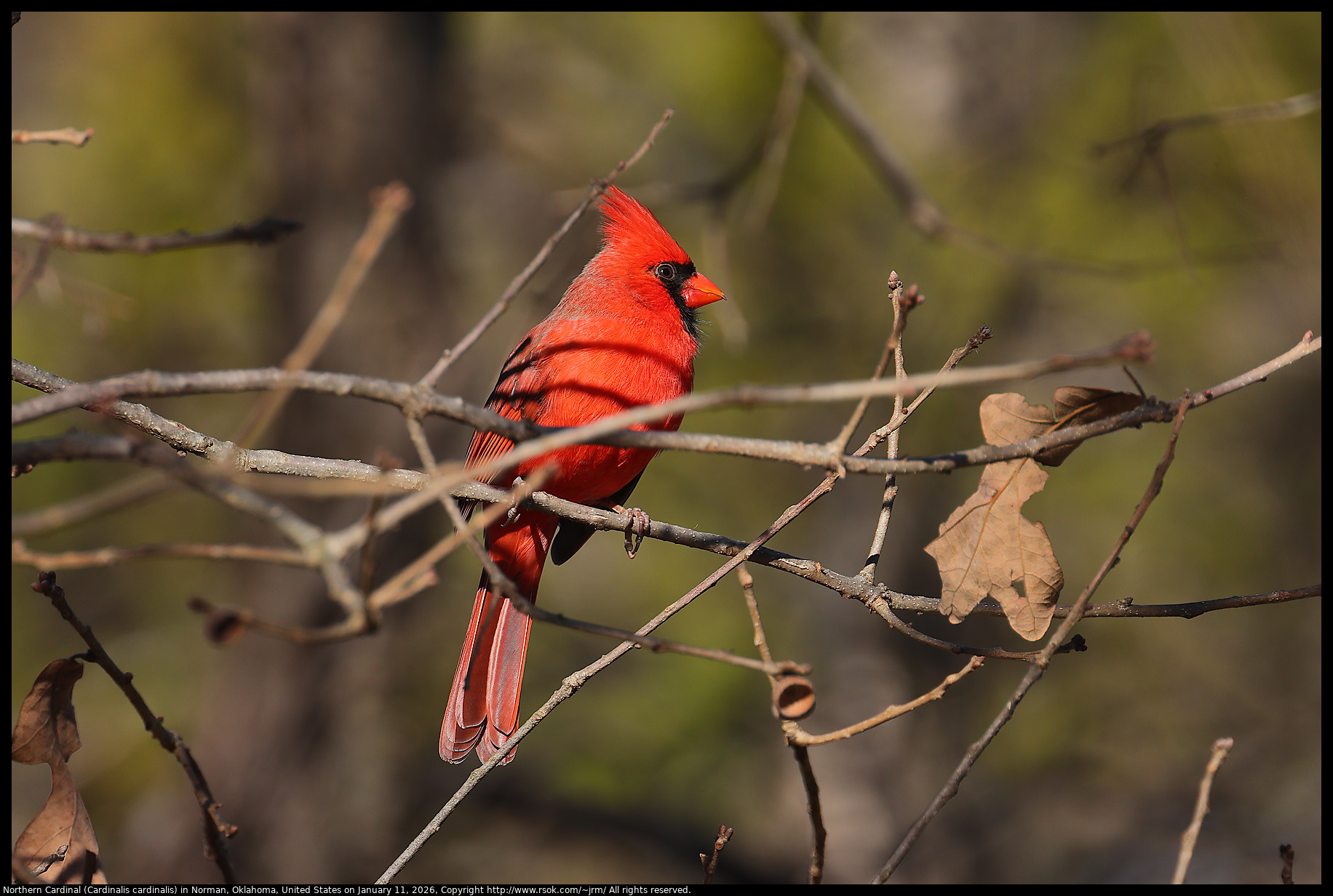 Northern Cardinal (Cardinalis cardinalis) in Norman, Oklahoma, United States on January 11, 2026