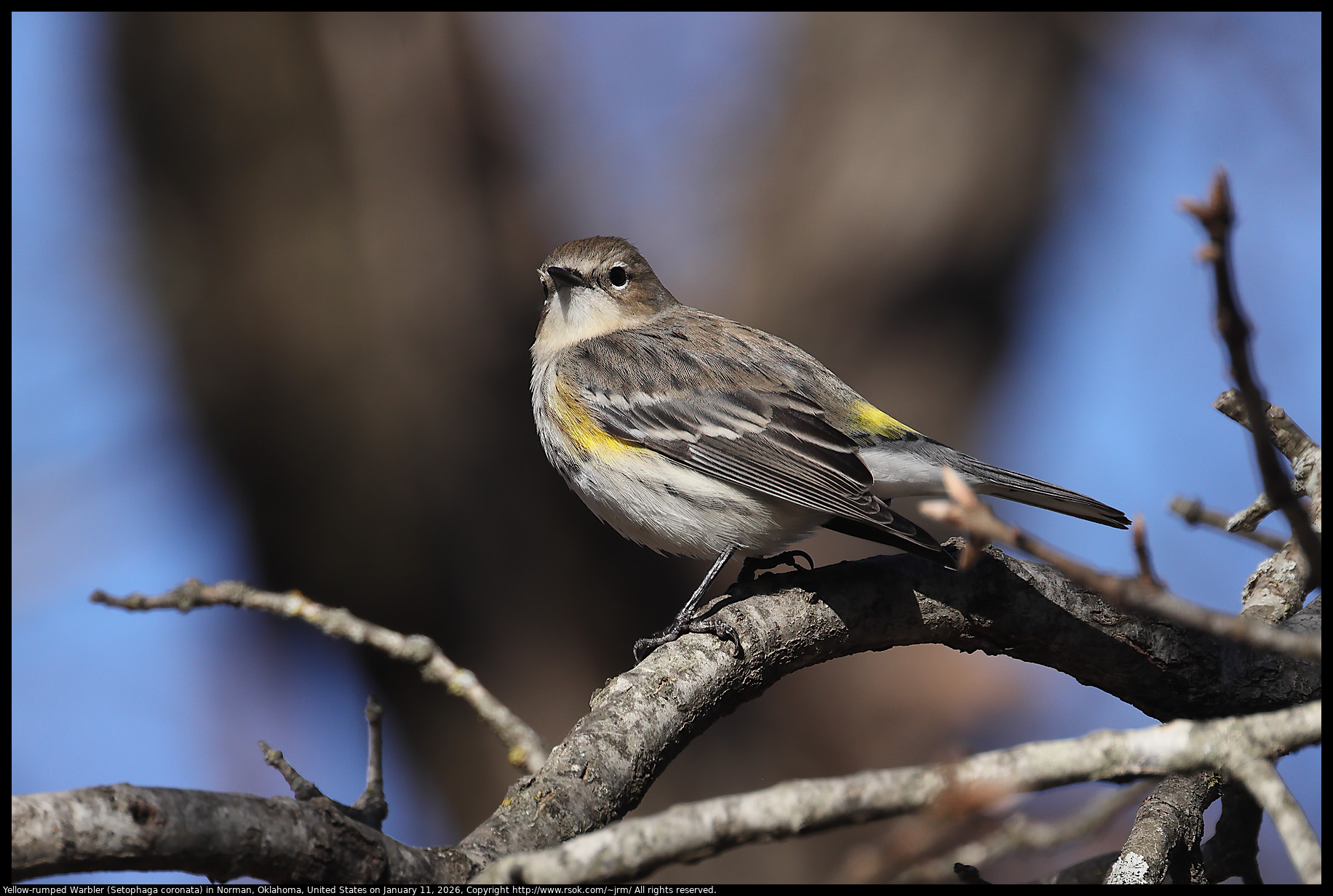 Yellow-rumped Warbler (Setophaga coronata) in Norman, Oklahoma, United States on January 11, 2026