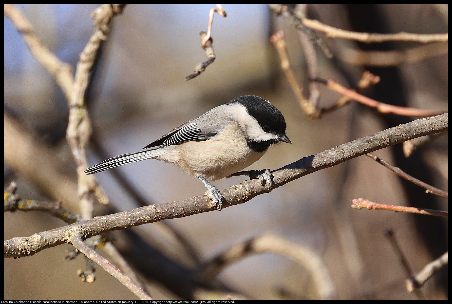 Carolina Chickadee (Poecile carolinensis) in Norman, Oklahoma, United States on January 12, 2026