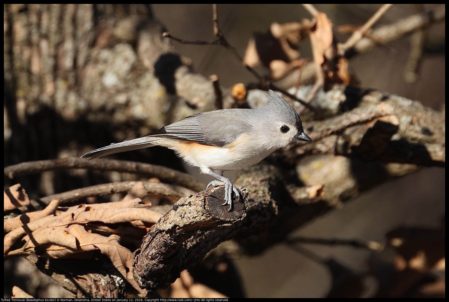 Tufted Titmouse (Baeolophus bicolor) in Norman, Oklahoma, United States on January 12, 2026
