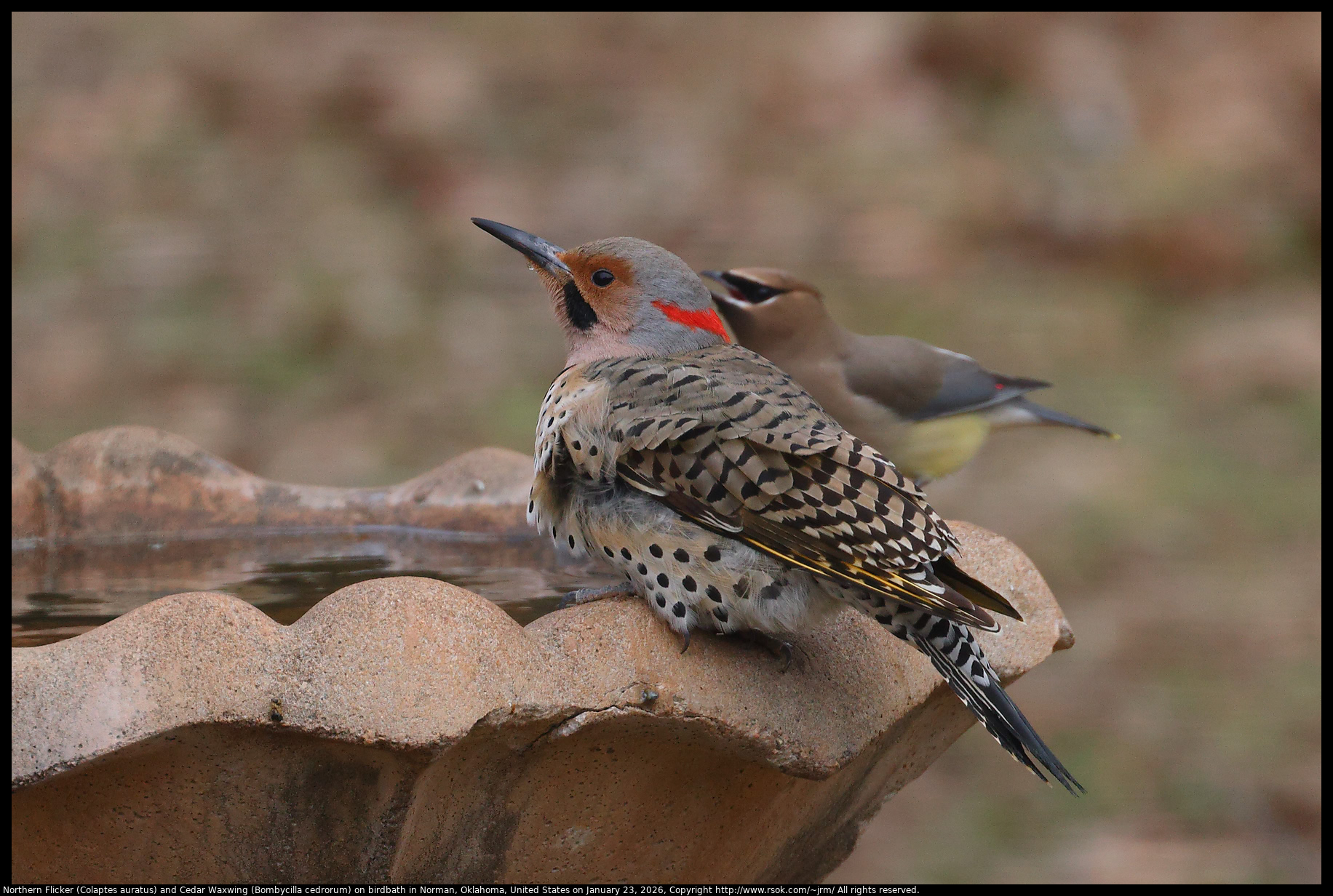 Northern Flicker (Colaptes auratus) and Cedar Waxwing (Bombycilla cedrorum) on birdbath in Norman, Oklahoma, United States on January 23, 2026