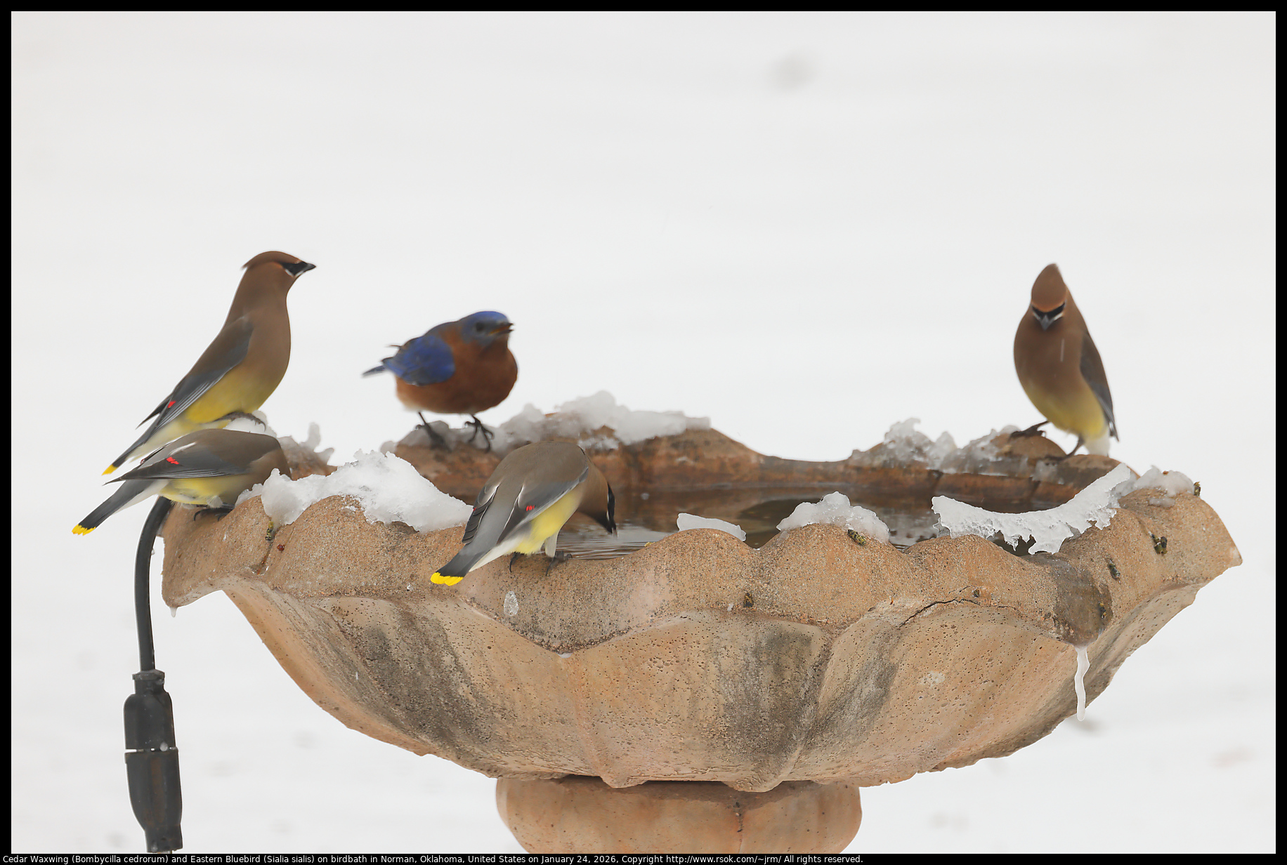 Cedar Waxwing (Bombycilla cedrorum) and Eastern Bluebird (Sialia sialis) on birdbath in Norman, Oklahoma, United States on January 24, 2026
