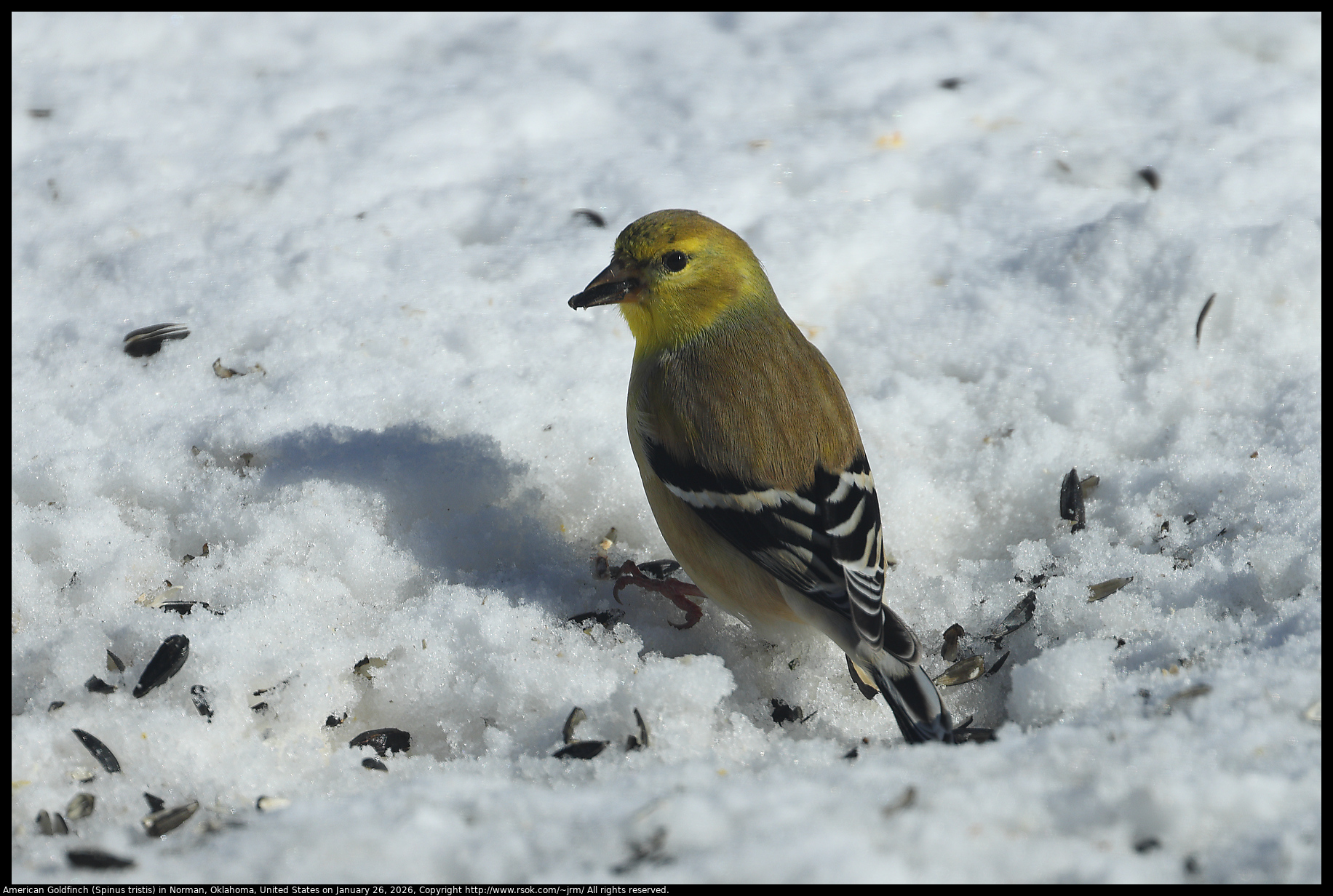 American Goldfinch (Spinus tristis) in Norman, Oklahoma, United States on January 26, 2026
