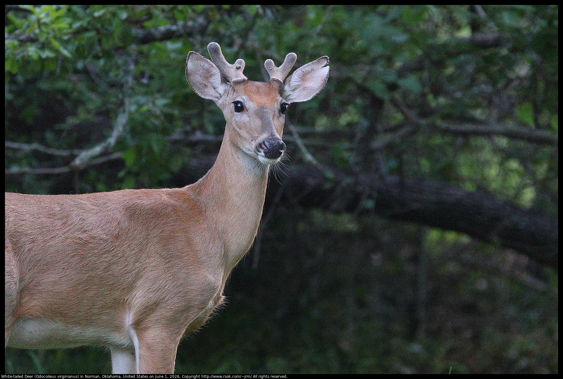 White-tailed Deer (Odocoileus virginianus) in Norman, Oklahoma, United States on June 1, 2026