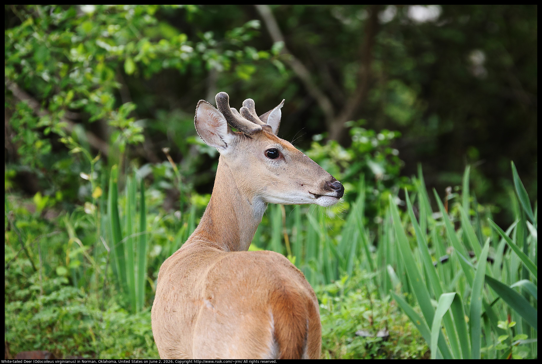 White-tailed Deer (Odocoileus virginianus) in Norman, Oklahoma, United States on June 2, 2026