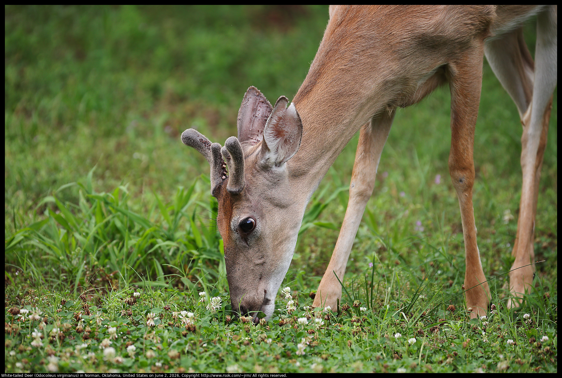 White-tailed Deer (Odocoileus virginianus) in Norman, Oklahoma, United States on June 2, 2026