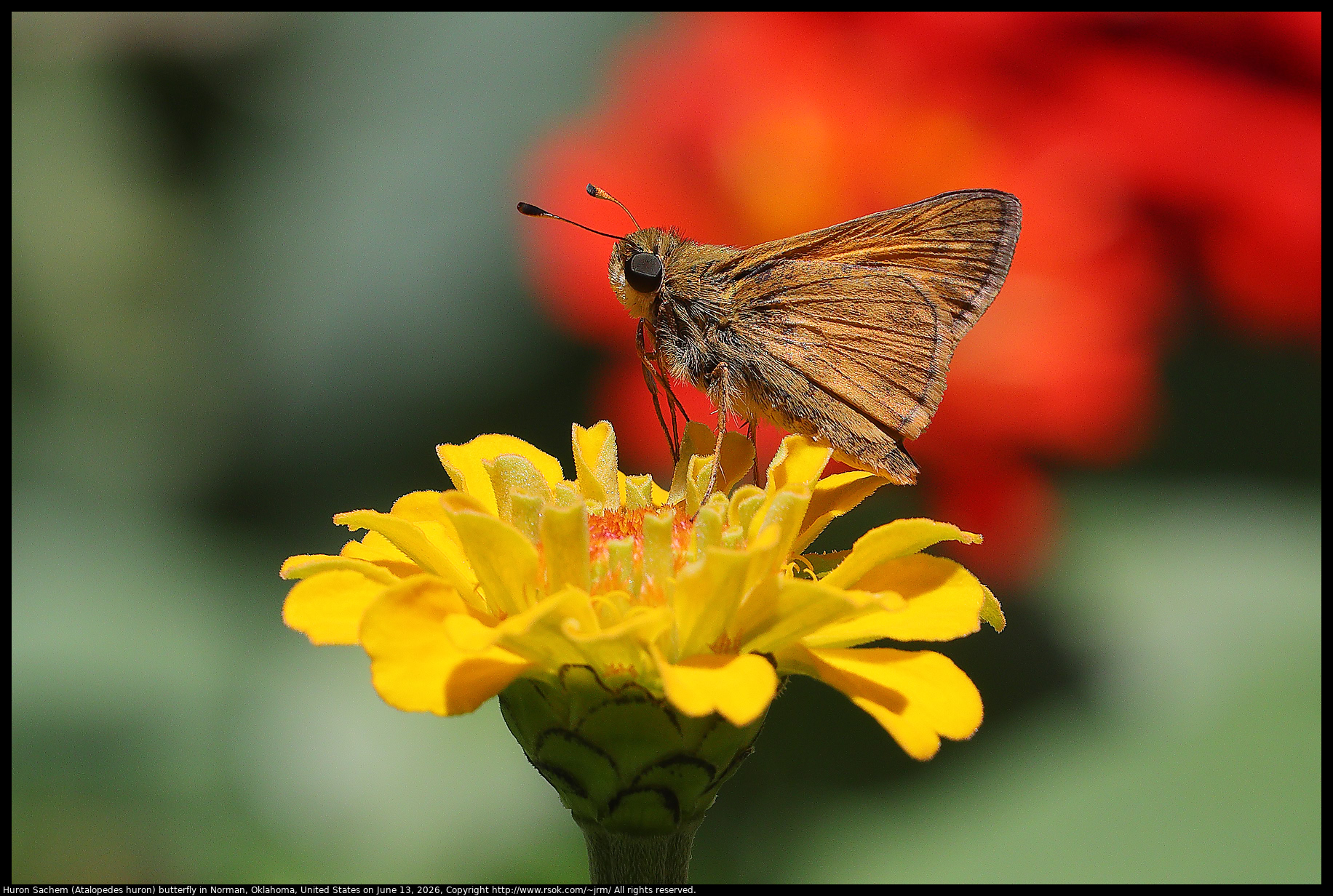 Huron Sachem (Atalopedes huron) butterfly in Norman, Oklahoma, United States on June 13, 2026