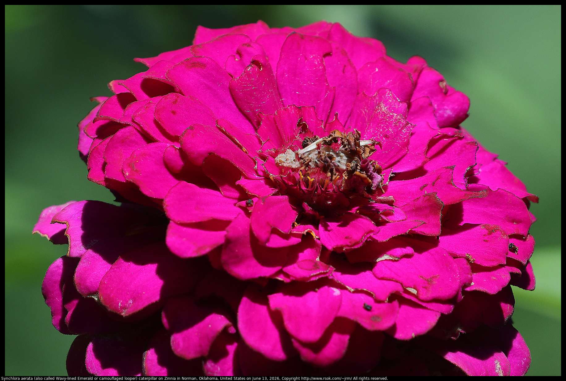 Synchlora aerata (also called Wavy-lined Emerald or camouflaged looper) caterpillar on Zinnia in Norman, Oklahoma, United States on June 13, 2026