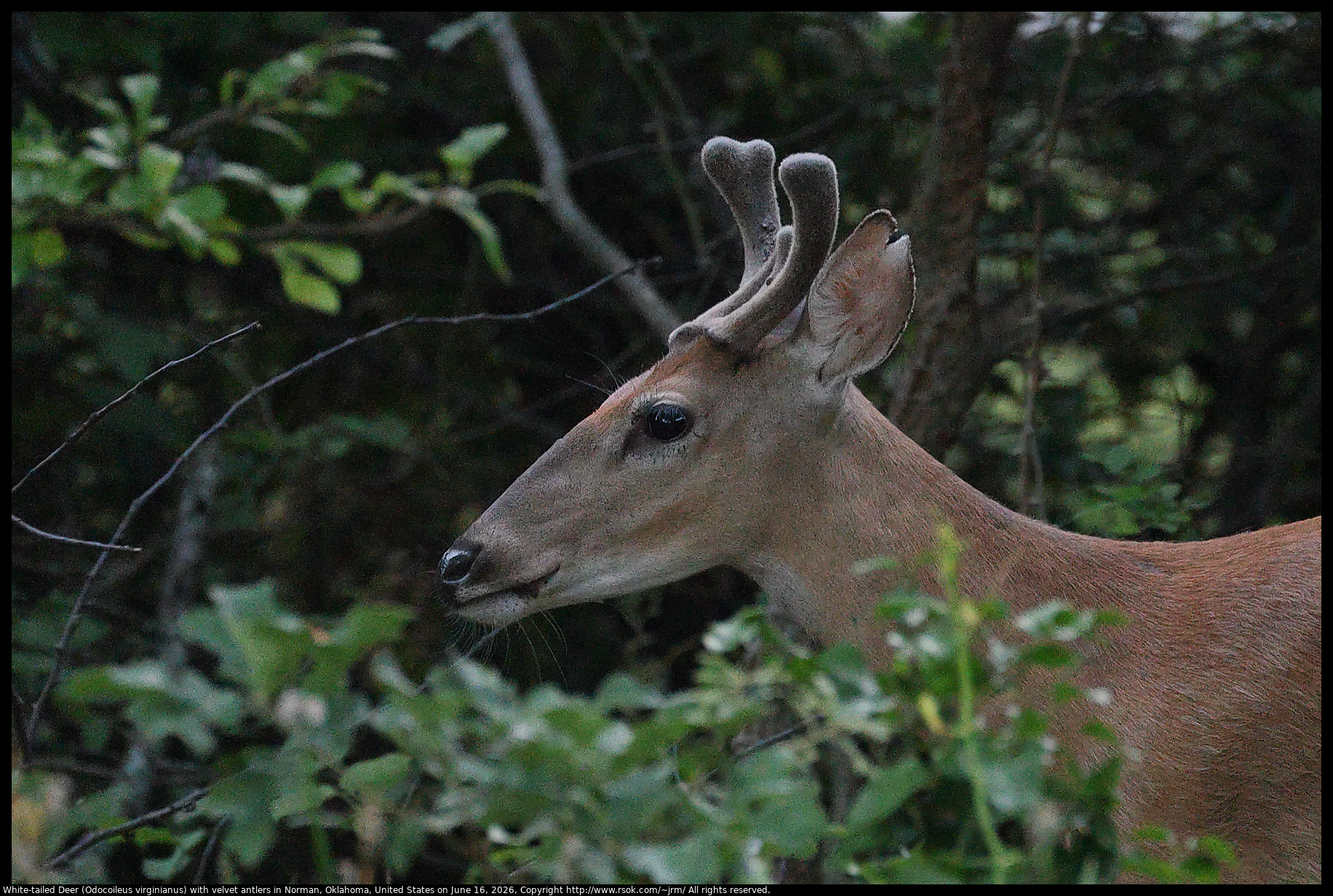 White-tailed Deer (Odocoileus virginianus) with velvet antlers in Norman, Oklahoma, United States on June 16, 2026