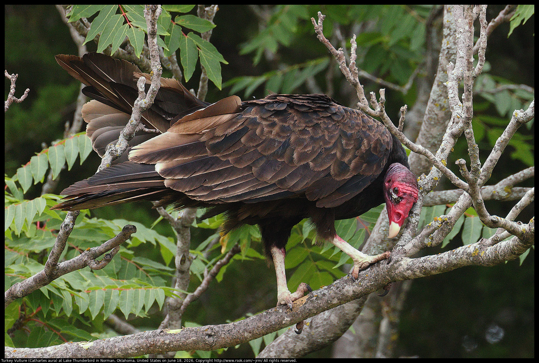 Turkey Vulture (Cathartes aura) at Lake Thunderbird in Norman, Oklahoma, United States on June 18, 2026