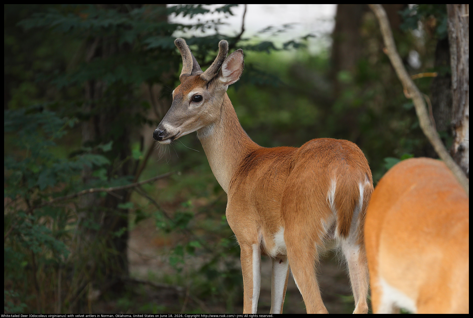 White-tailed Deer (Odocoileus virginianus) with velvet antlers in Norman, Oklahoma, United States on June 18, 2026
