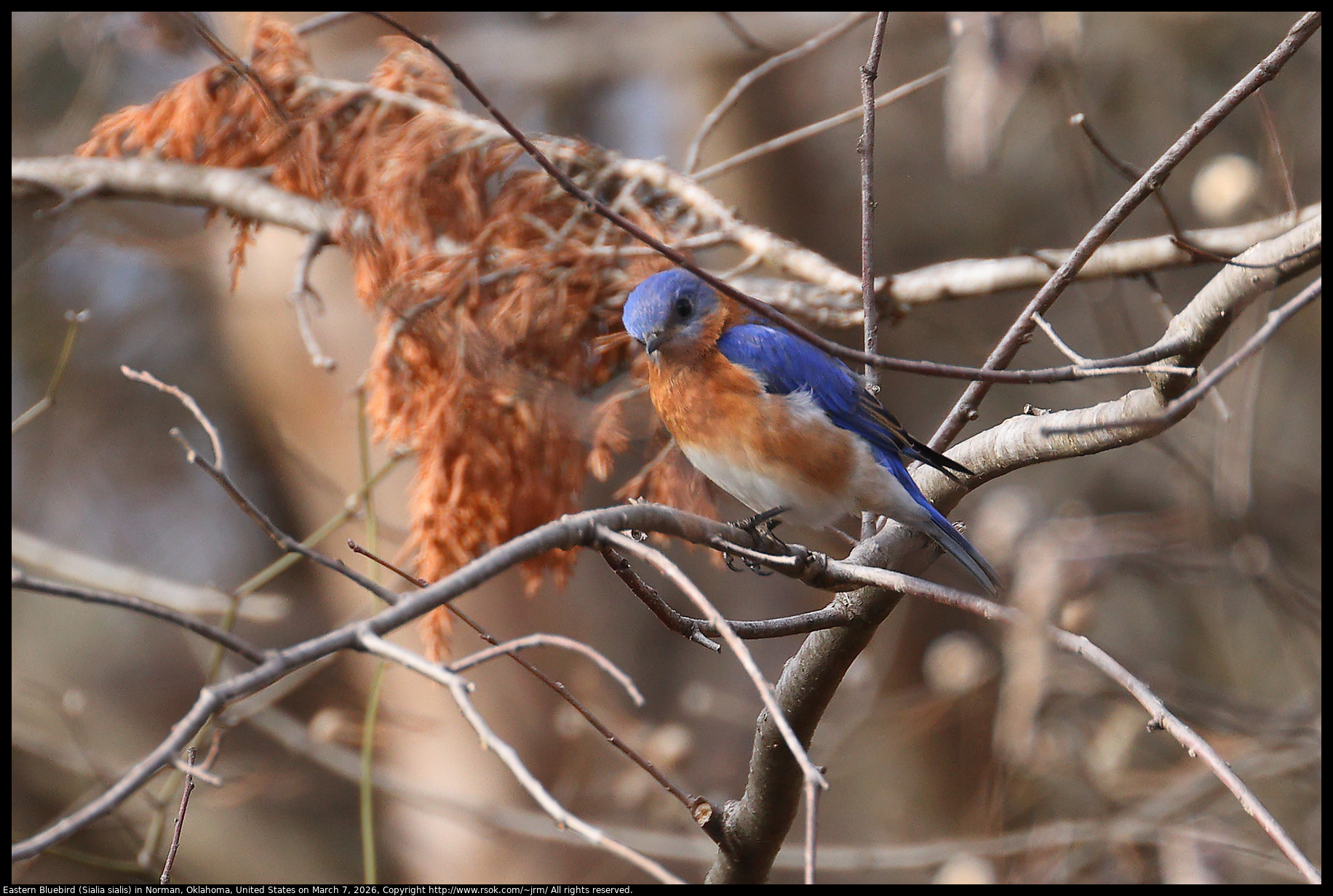 Eastern Bluebird (Sialia sialis) in Norman, Oklahoma, United States on March 7, 2026