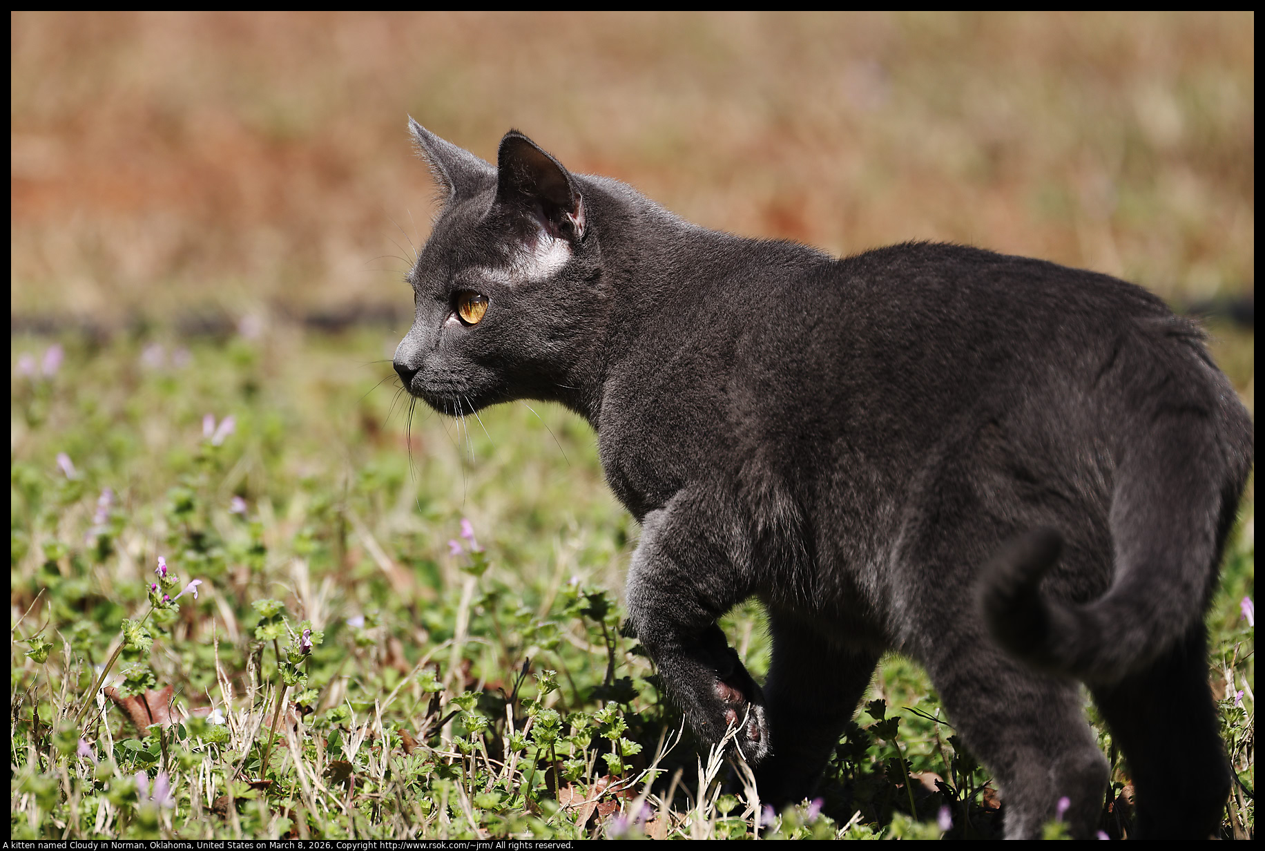 A kitten named Cloudy in Norman, Oklahoma, United States on March 8, 2026