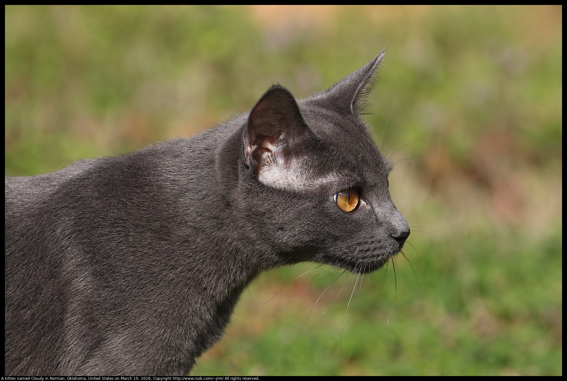 A kitten named Cloudy in Norman, Oklahoma, United States on March 10, 2026