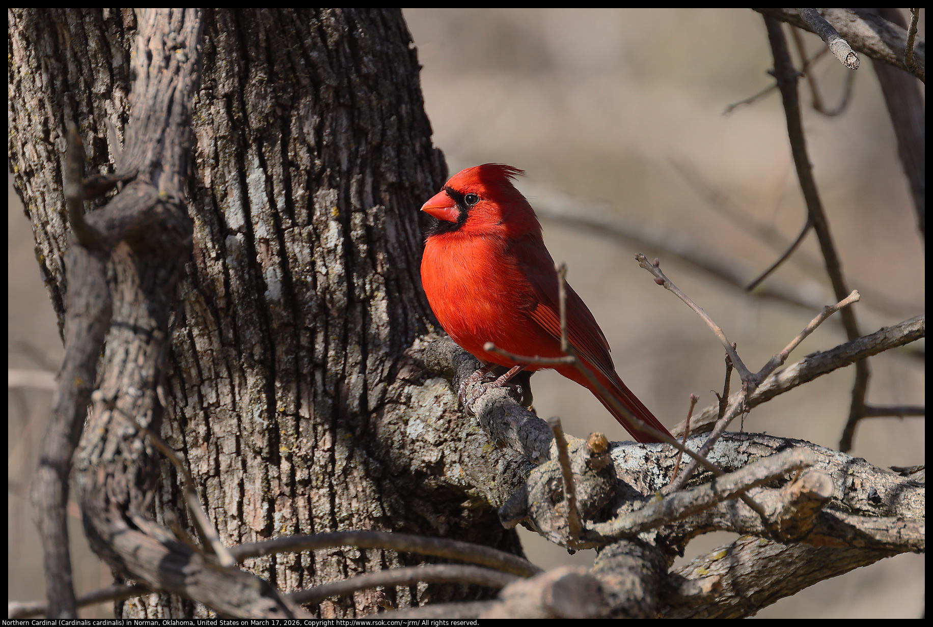 Northern Cardinal (Cardinalis cardinalis) in Norman, Oklahoma, United States on March 17, 2026