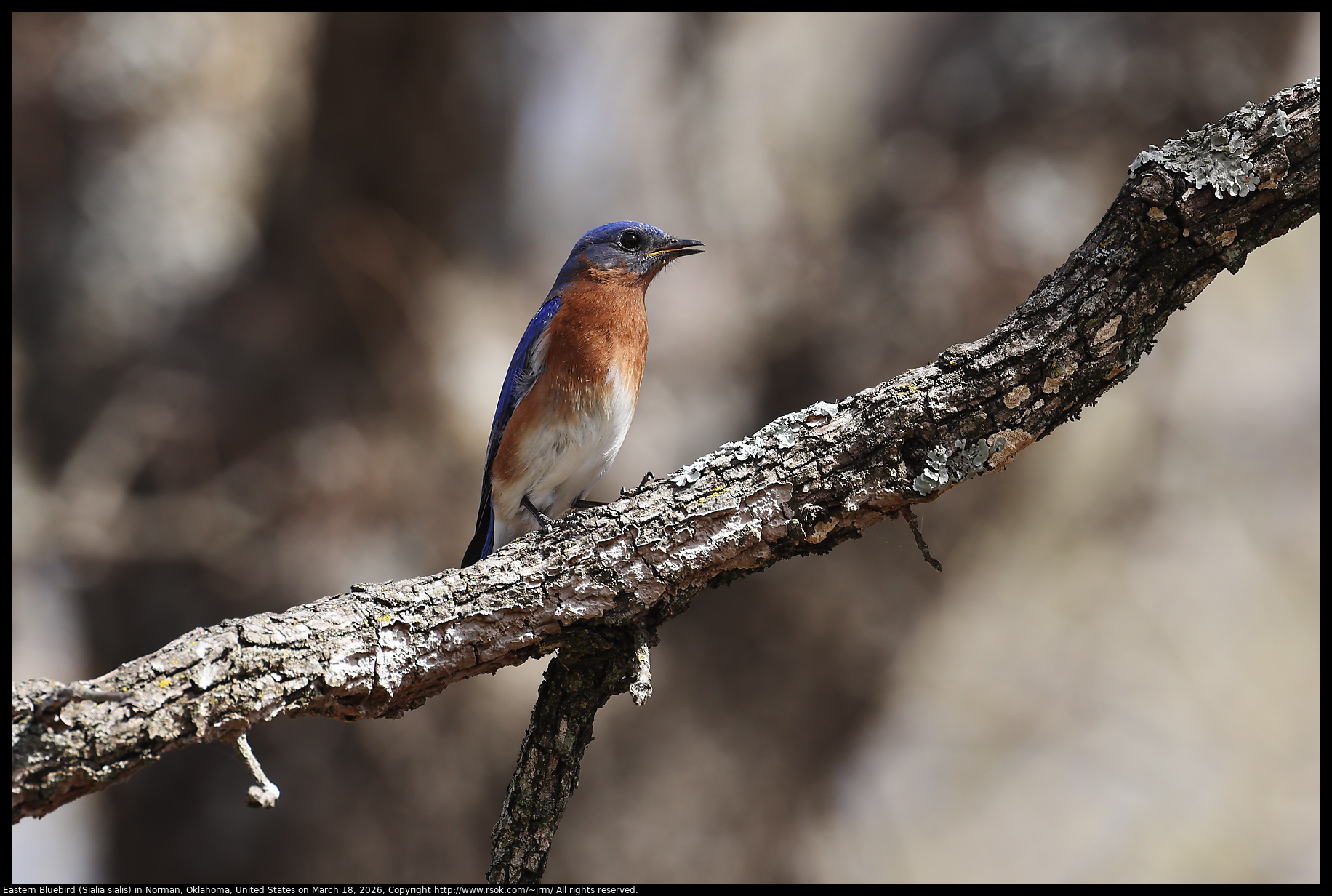 Eastern Bluebird (Sialia sialis) in Norman, Oklahoma, United States on March 18, 2026