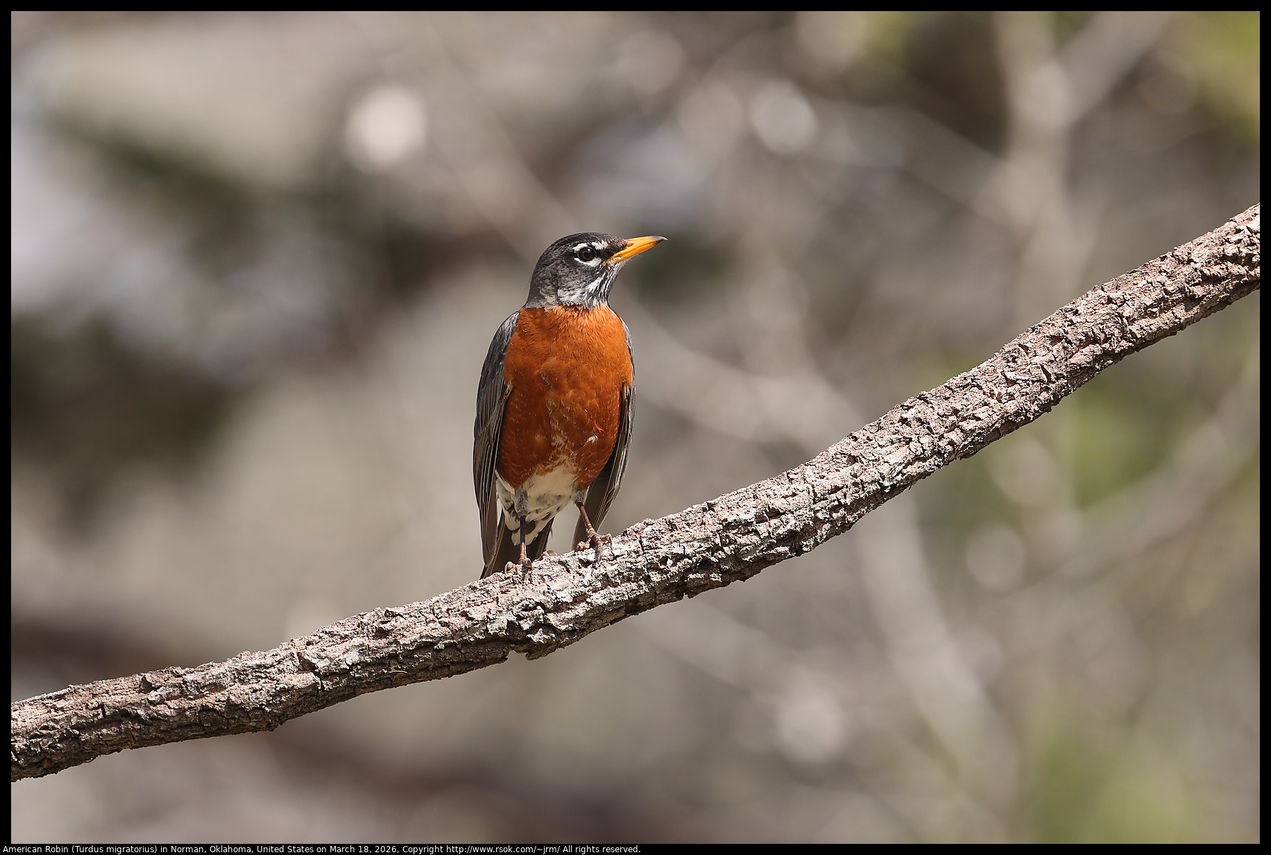 American Robin (Turdus migratorius) in Norman, Oklahoma, United States on March 18, 2026