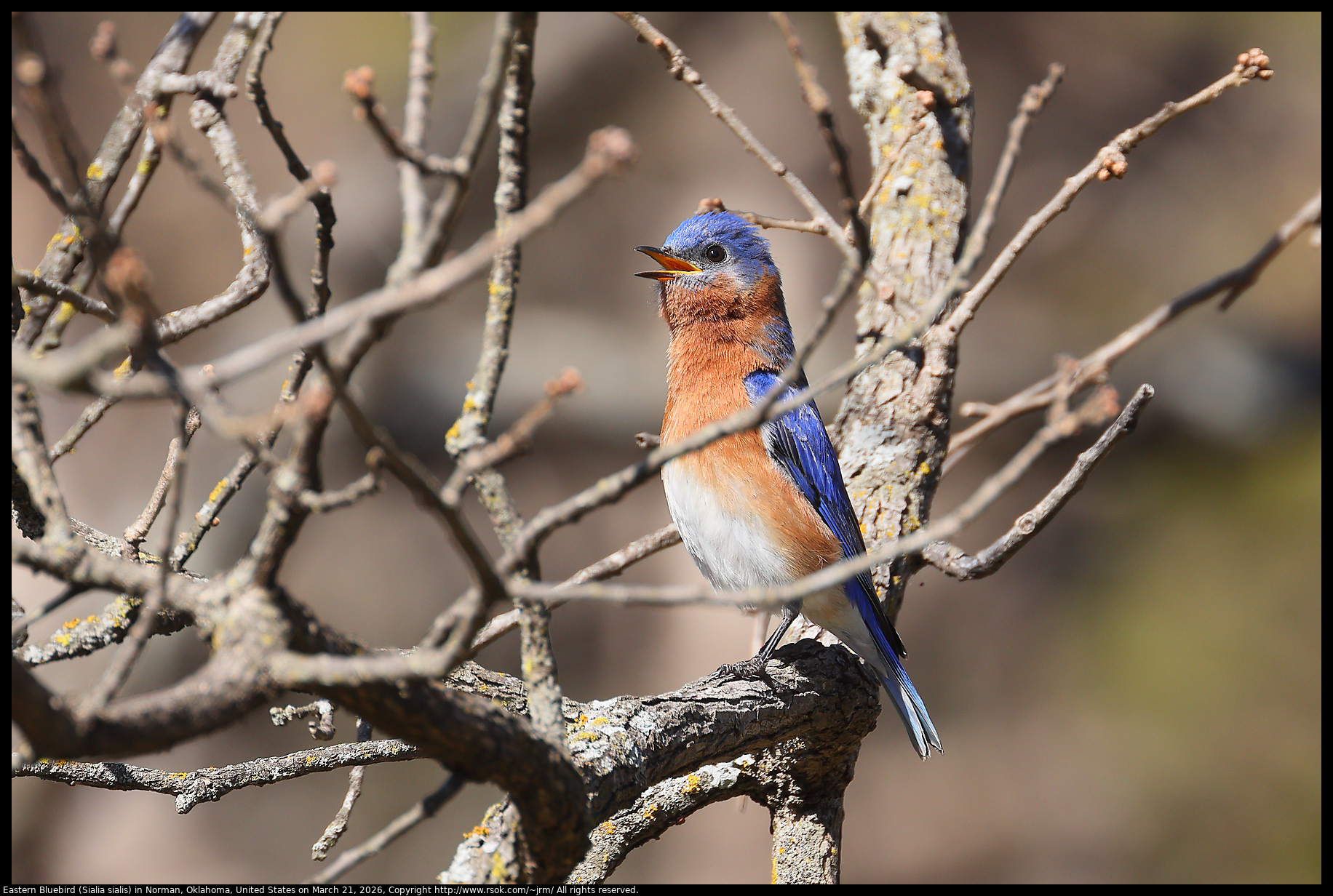 Eastern Bluebird (Sialia sialis) in Norman, Oklahoma, United States on March 21, 2026