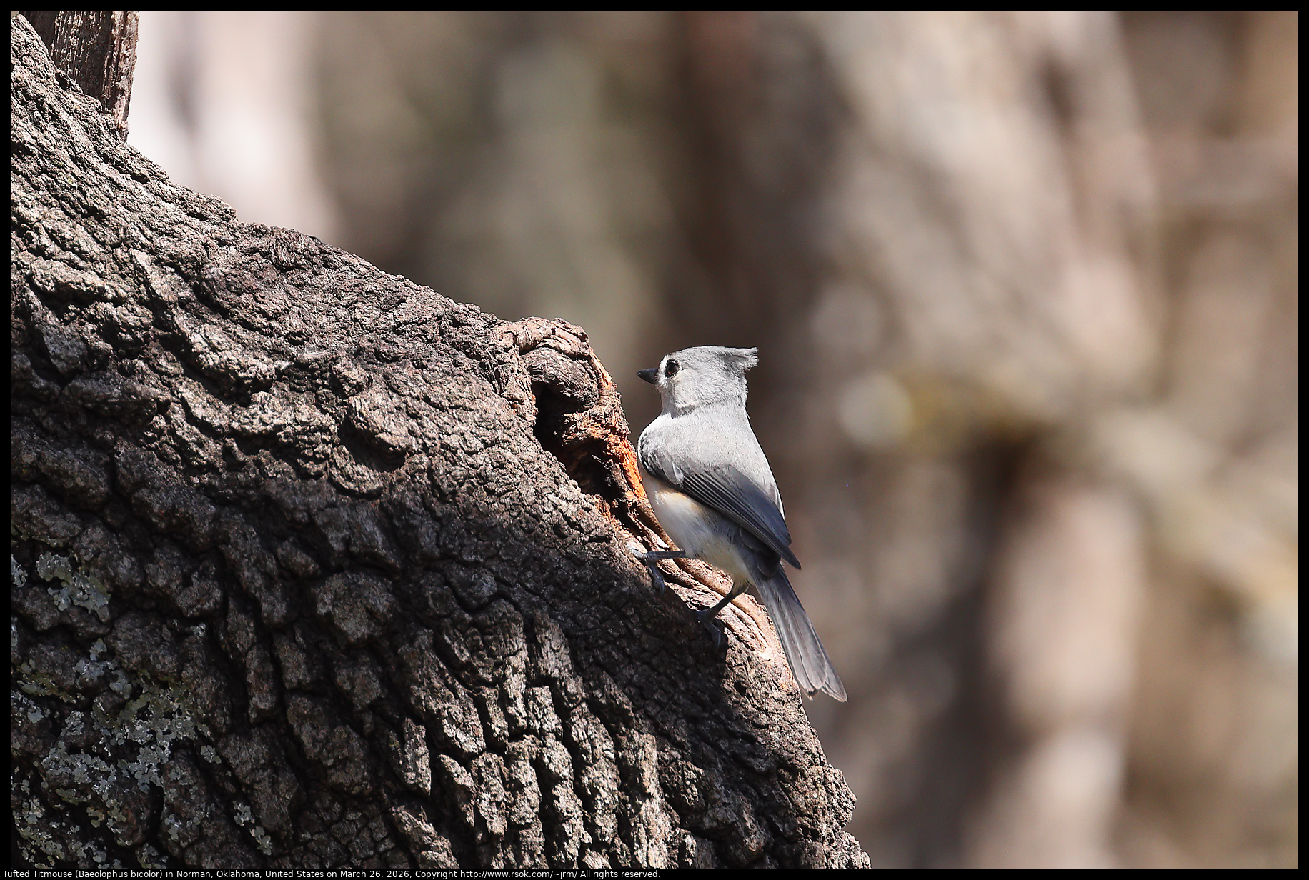Tufted Titmouse (Baeolophus bicolor) in Norman, Oklahoma, United States on March 26, 2026