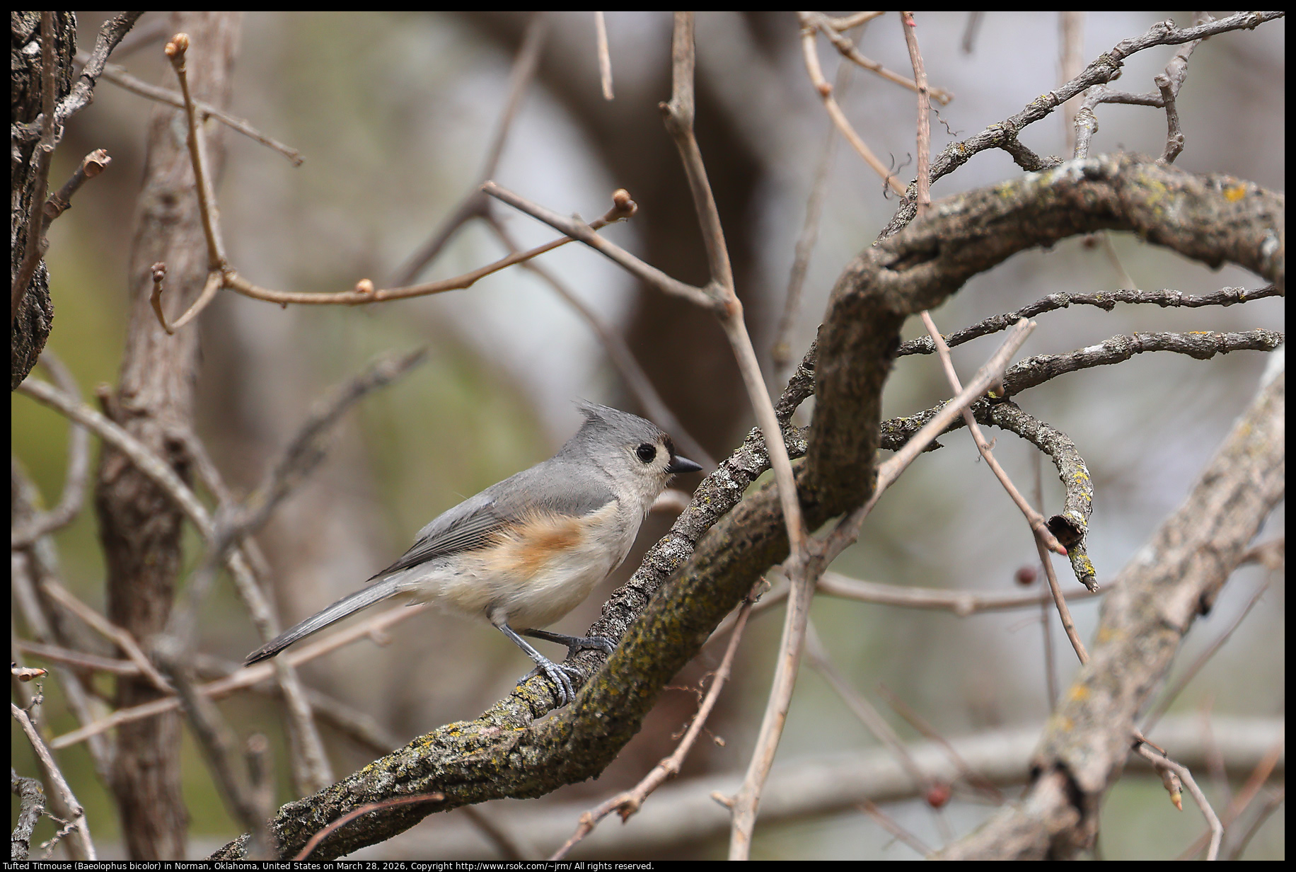 Tufted Titmouse (Baeolophus bicolor) in Norman, Oklahoma, United States on March 28, 2026