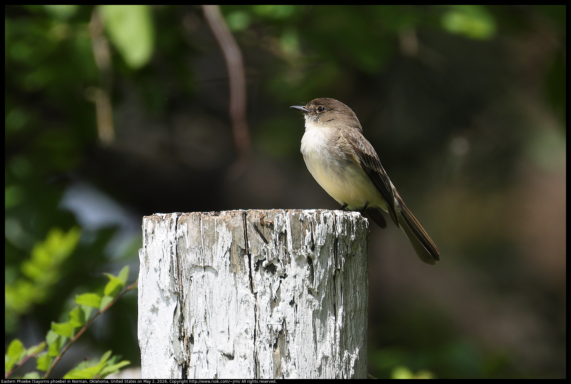 Eastern Phoebe (Sayornis phoebe) in Norman, Oklahoma, United States on May 2, 2026