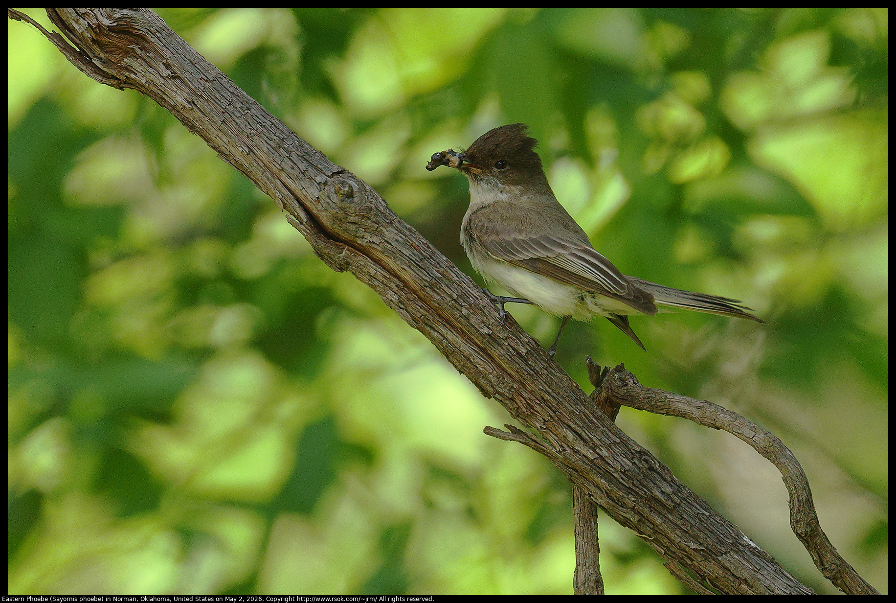 Eastern Phoebe (Sayornis phoebe) in Norman, Oklahoma, United States on May 2, 2026