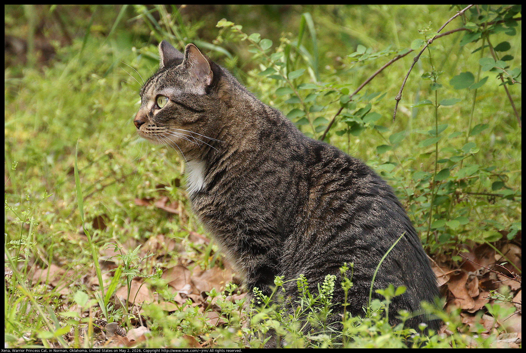 Xena, Warrior Princess Cat, in Norman, Oklahoma, United States on May 2, 2026