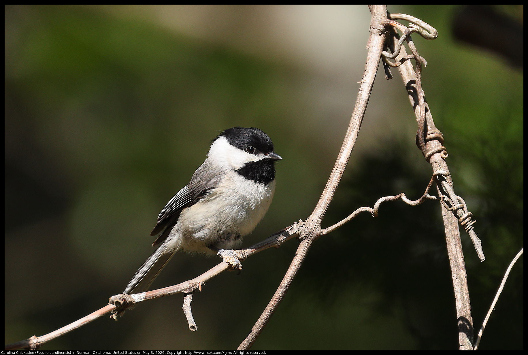 Carolina Chickadee (Poecile carolinensis) in Norman, Oklahoma, United States on May 3, 2026