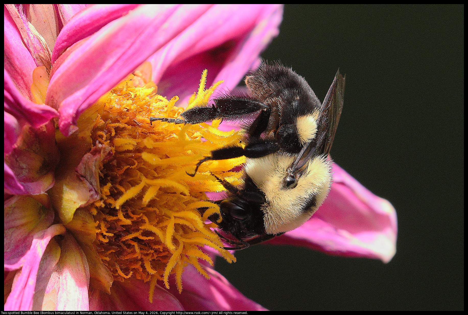 Two-spotted Bumble Bee (Bombus bimaculatus) in Norman, Oklahoma, United States on May 4, 2026
