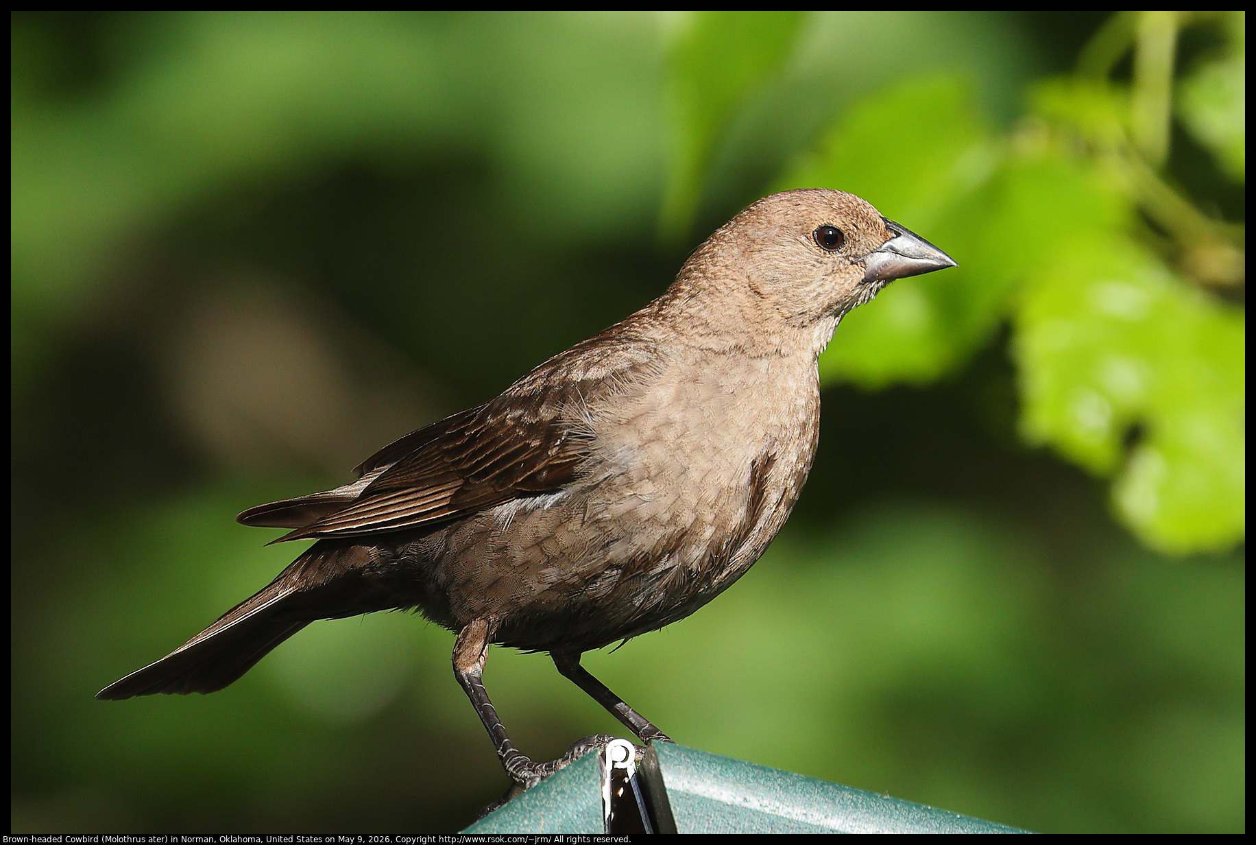 Brown-headed Cowbird (Molothrus ater) in Norman, Oklahoma, United States on May 9, 2026