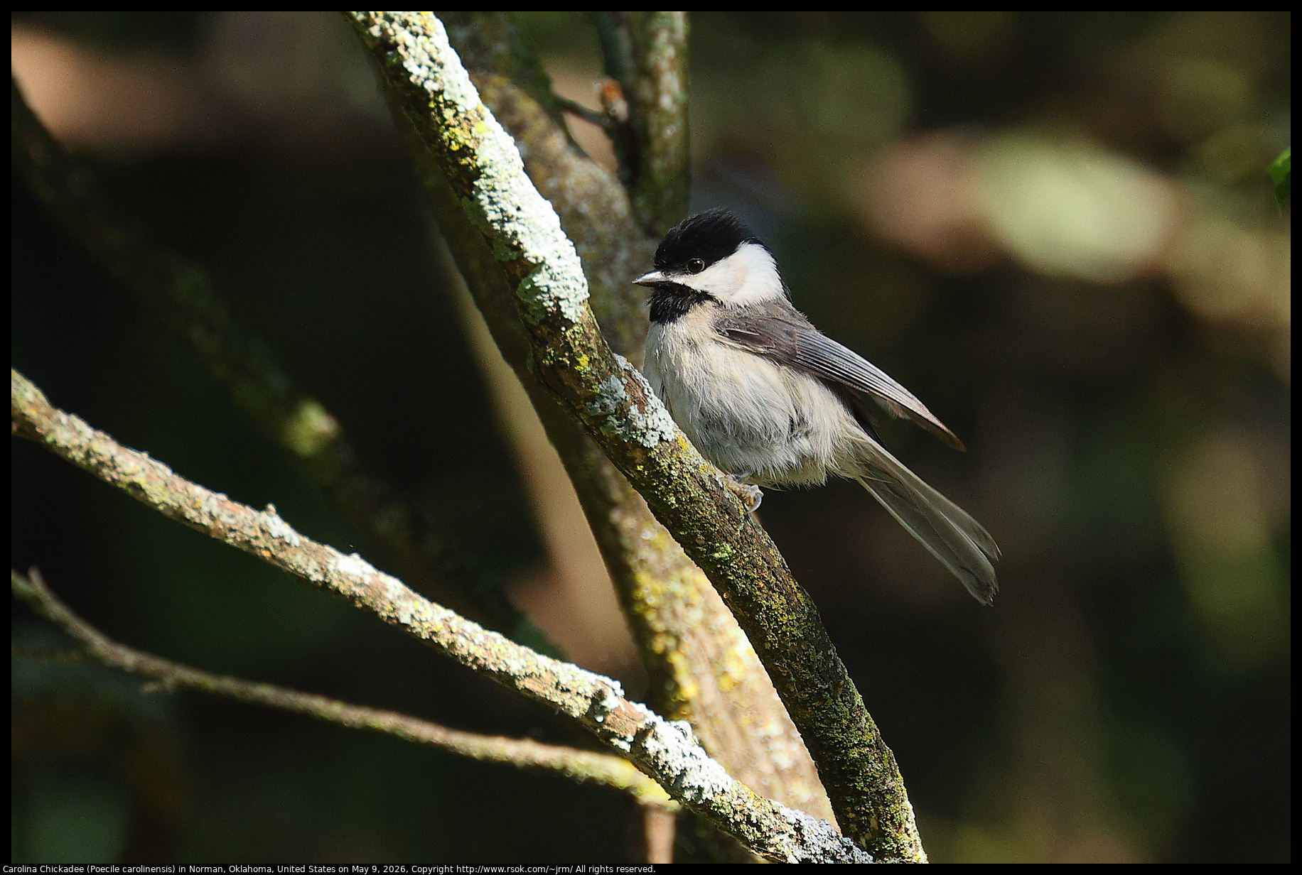 Carolina Chickadee (Poecile carolinensis) in Norman, Oklahoma, United States on May 9, 2026