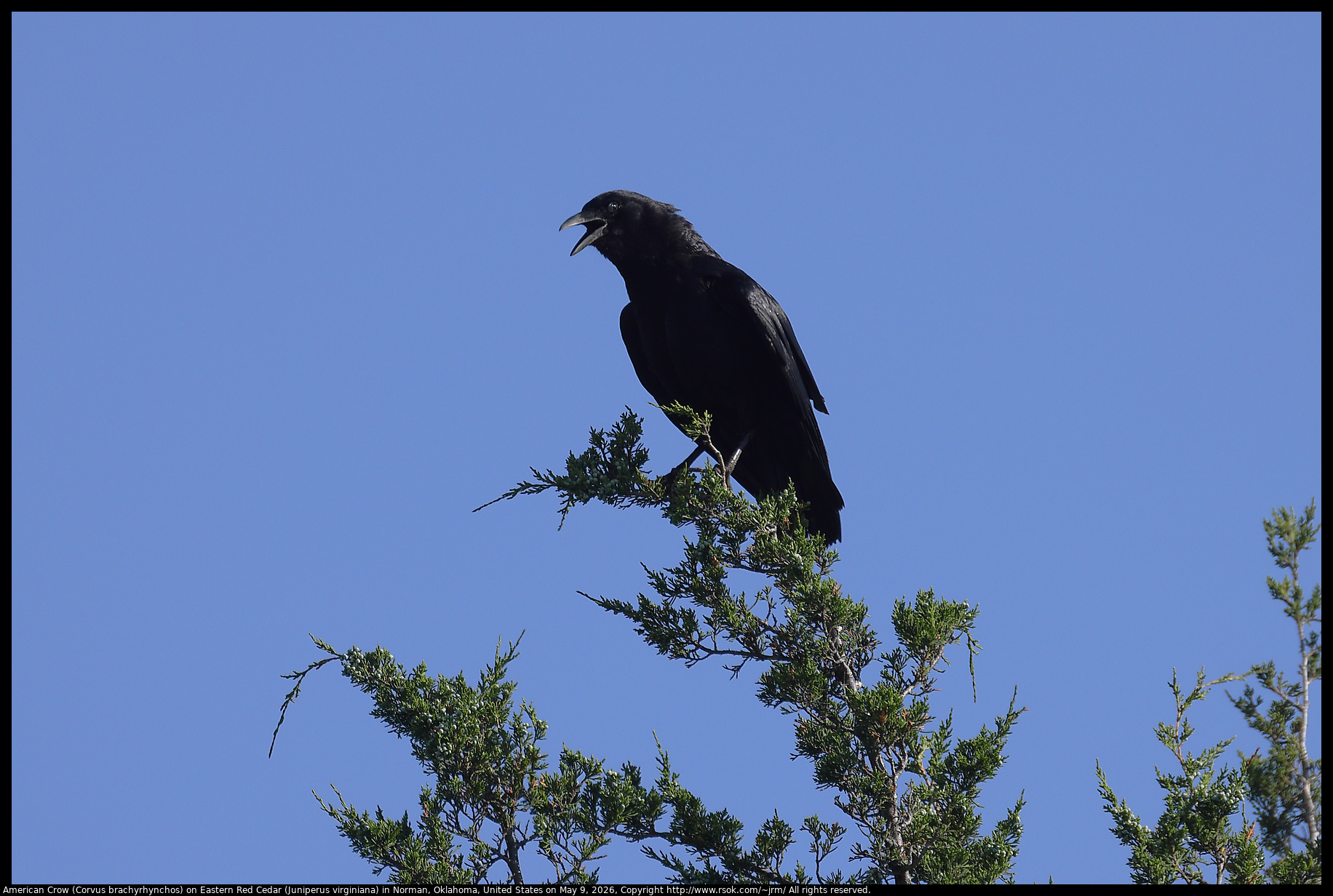 American Crow (Corvus brachyrhynchos) on Eastern Red Cedar (Juniperus virginiana) in Norman, Oklahoma, United States on May 9, 2026