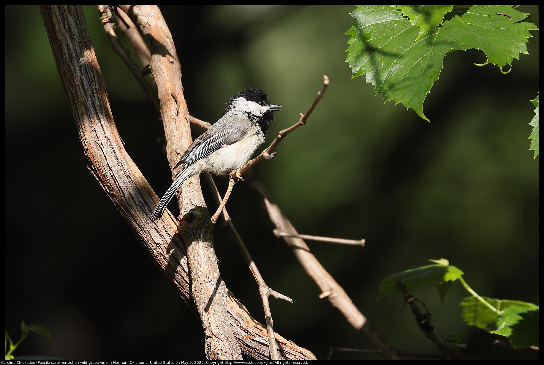 Carolina Chickadee (Poecile carolinensis) on wild grape vine in Norman, Oklahoma, United States on May 9, 2026
