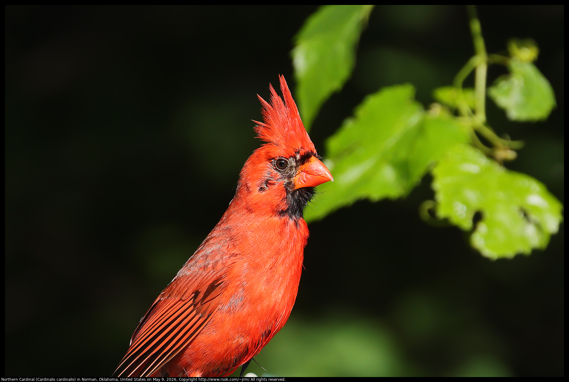 Northern Cardinal (Cardinalis cardinalis) in Norman, Oklahoma, United States on May 9, 2026