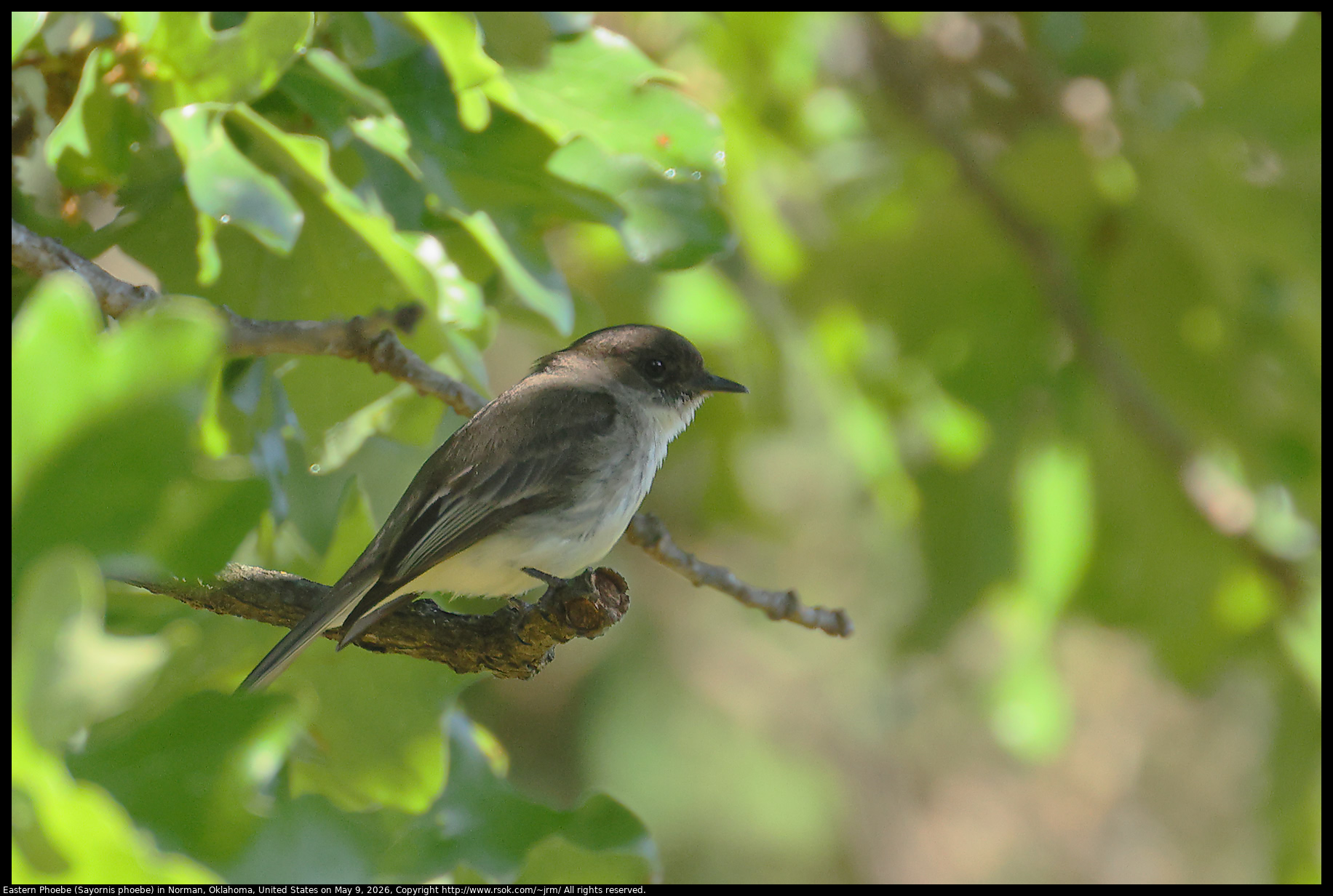 Eastern Phoebe (Sayornis phoebe) in Norman, Oklahoma, United States on May 9, 2026