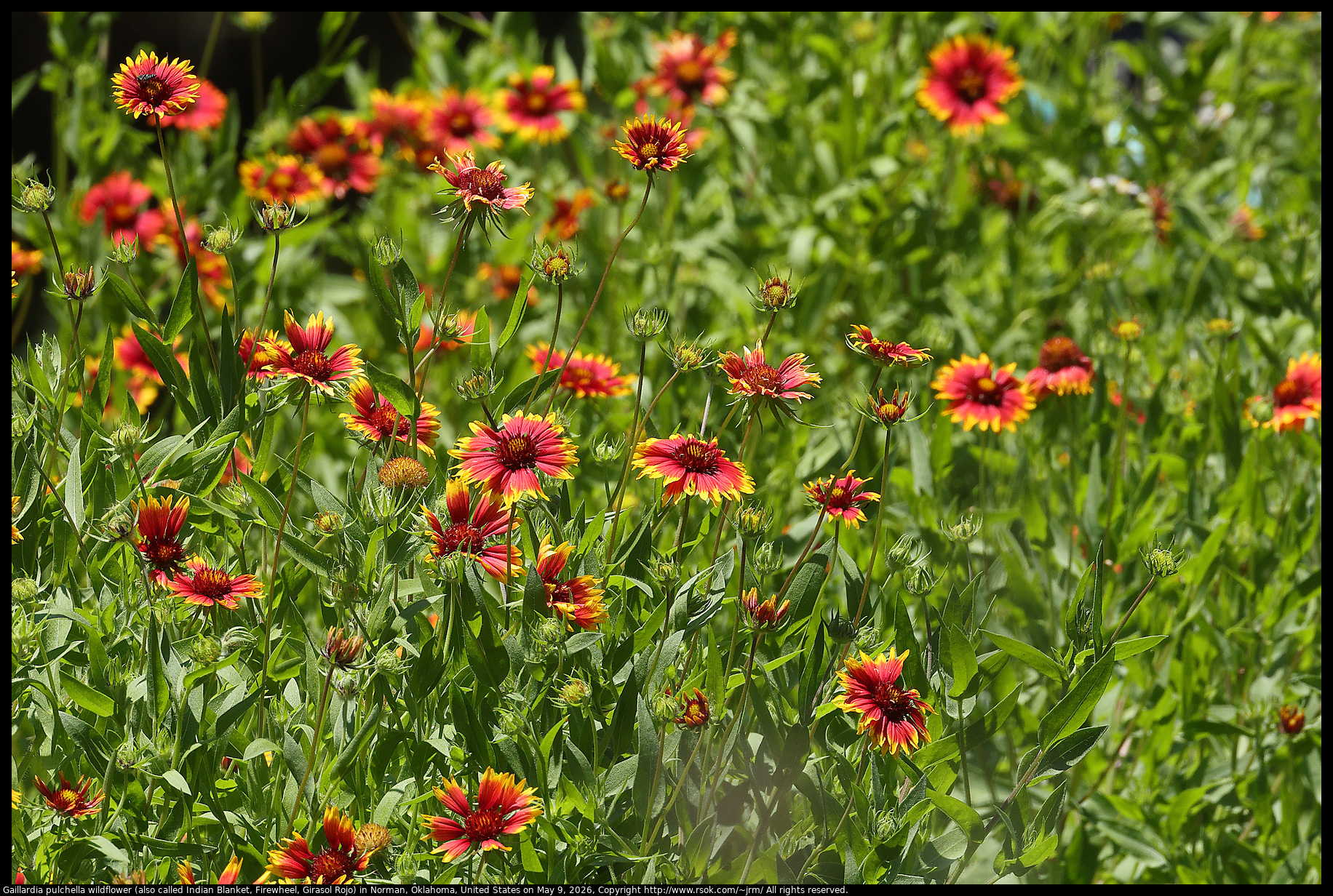 Gaillardia pulchella wildflower (also called Indian Blanket, Firewheel, Girasol Rojo) in Norman, Oklahoma, United States on May 9, 2026