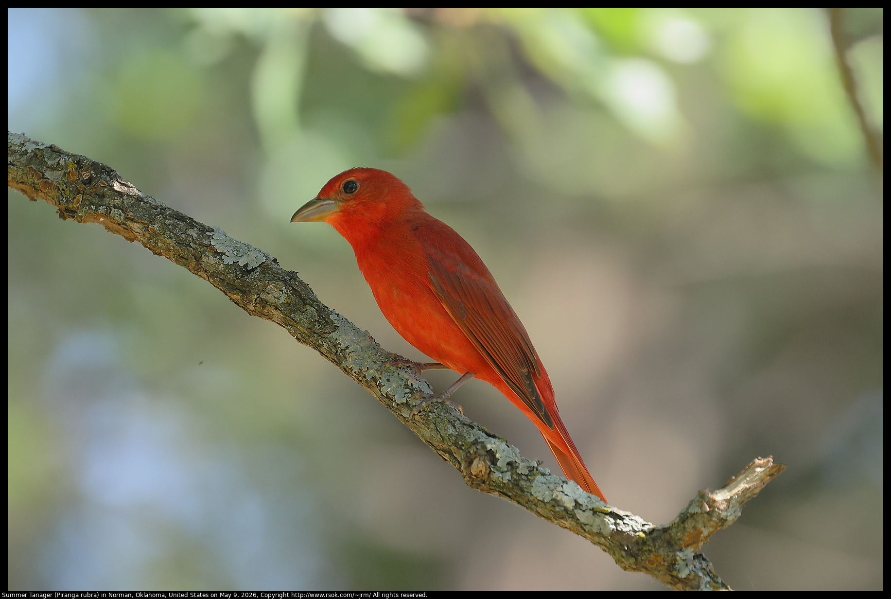 Summer Tanager (Piranga rubra) in Norman, Oklahoma, United States on May 9, 2026