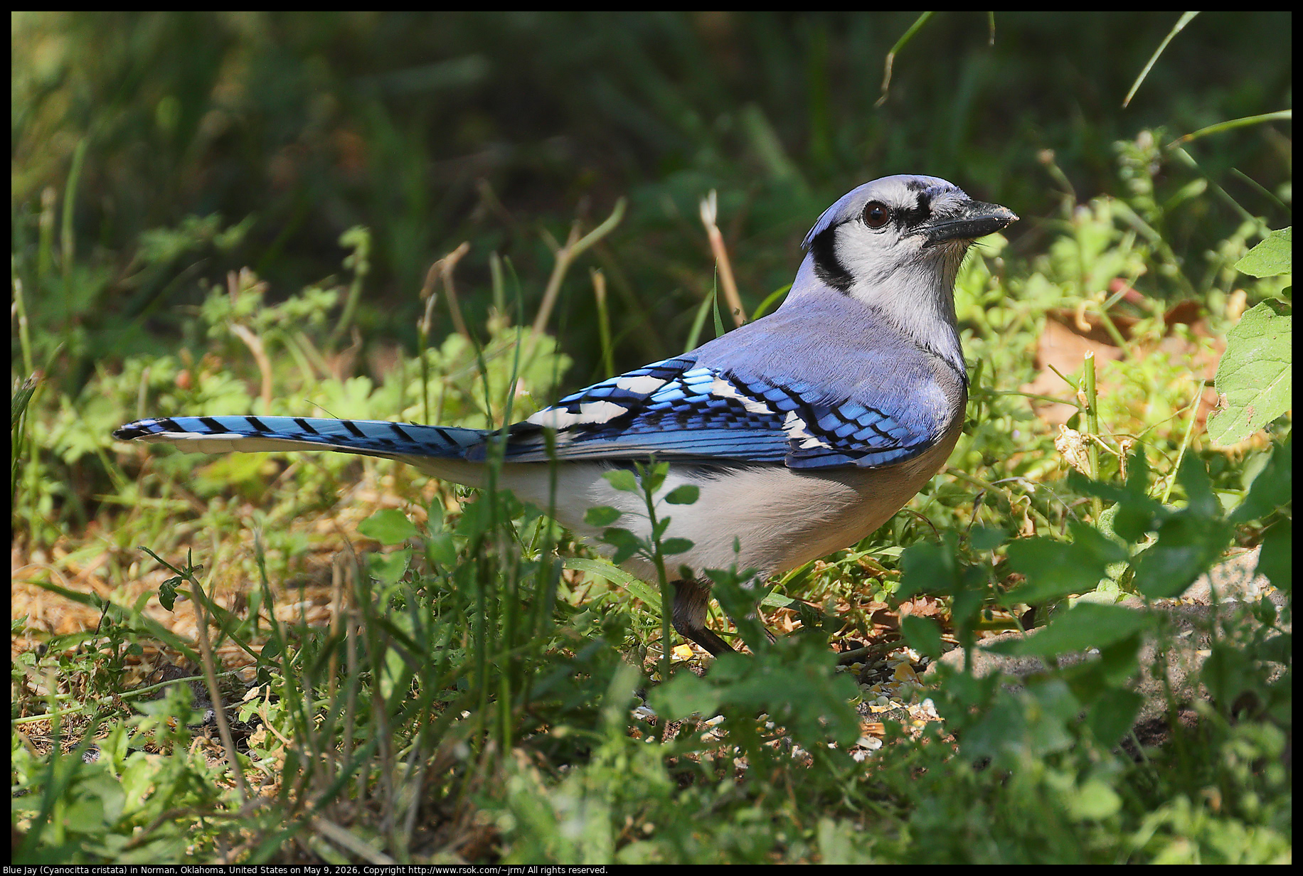 Blue Jay (Cyanocitta cristata) in Norman, Oklahoma, United States on May 9, 2026